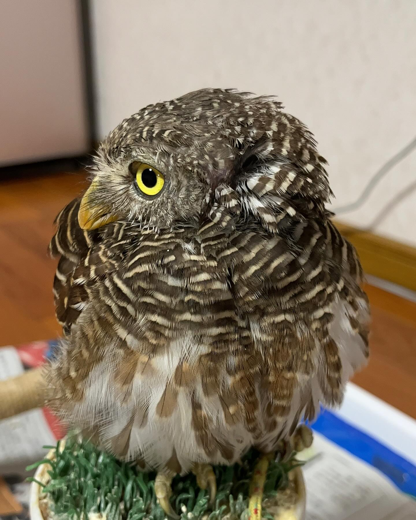 イベント開催🎪