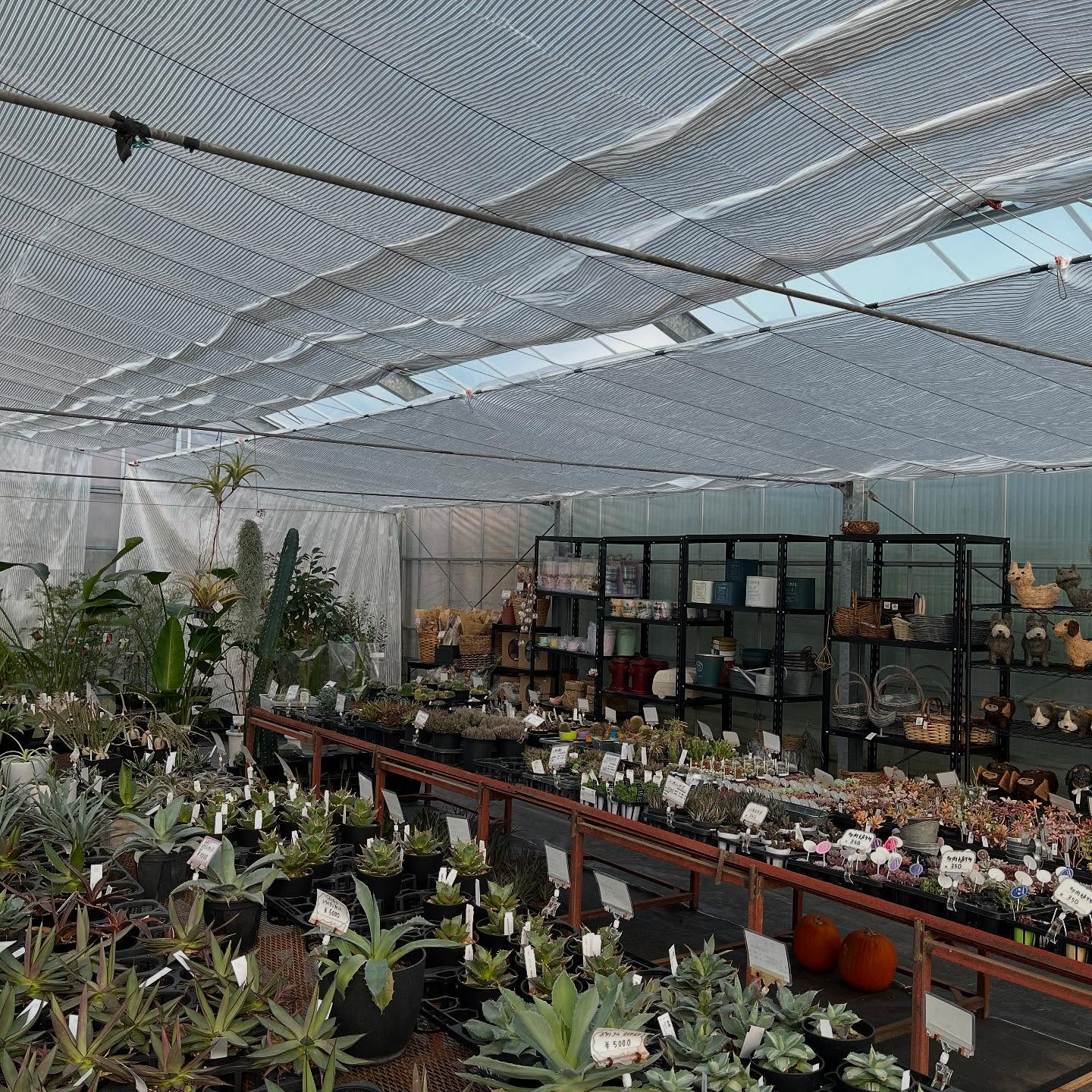 ハウスお店にしました🏠