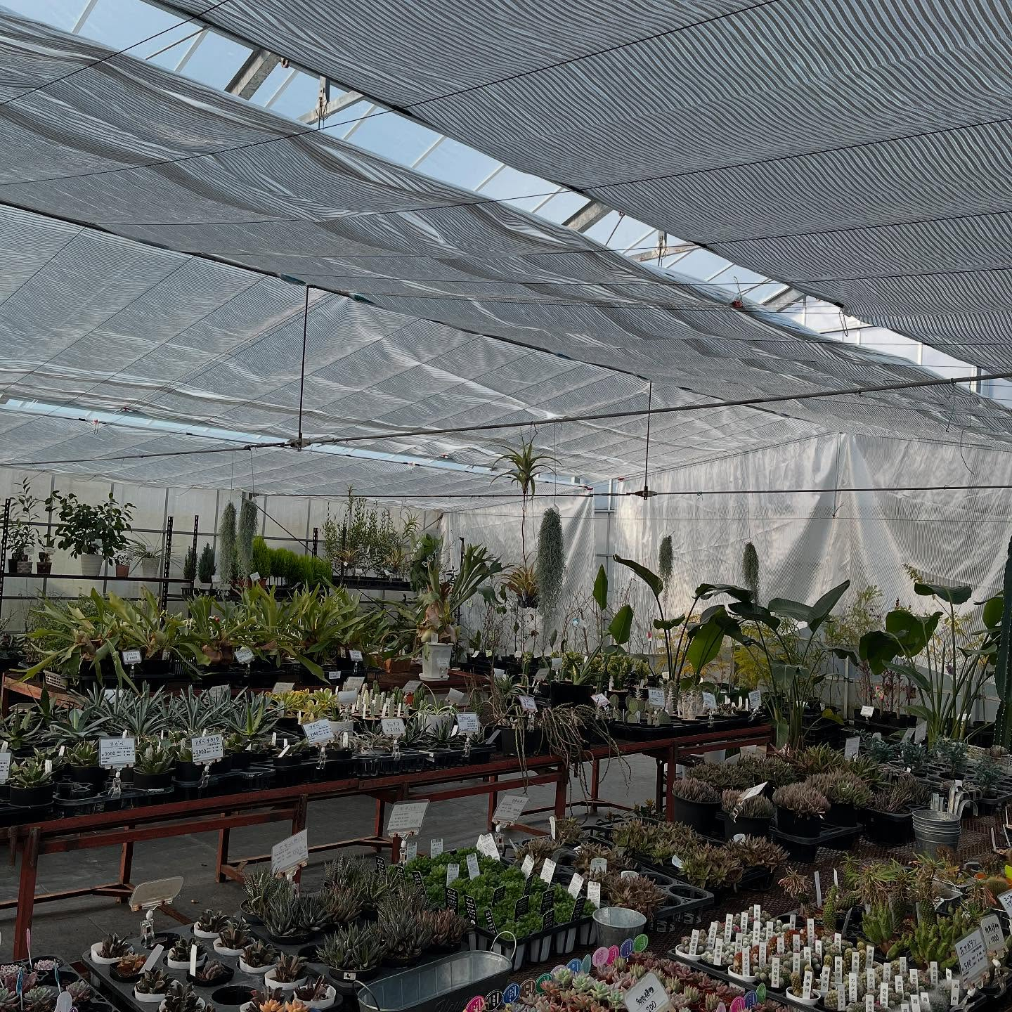 ハウスお店にしました🏠