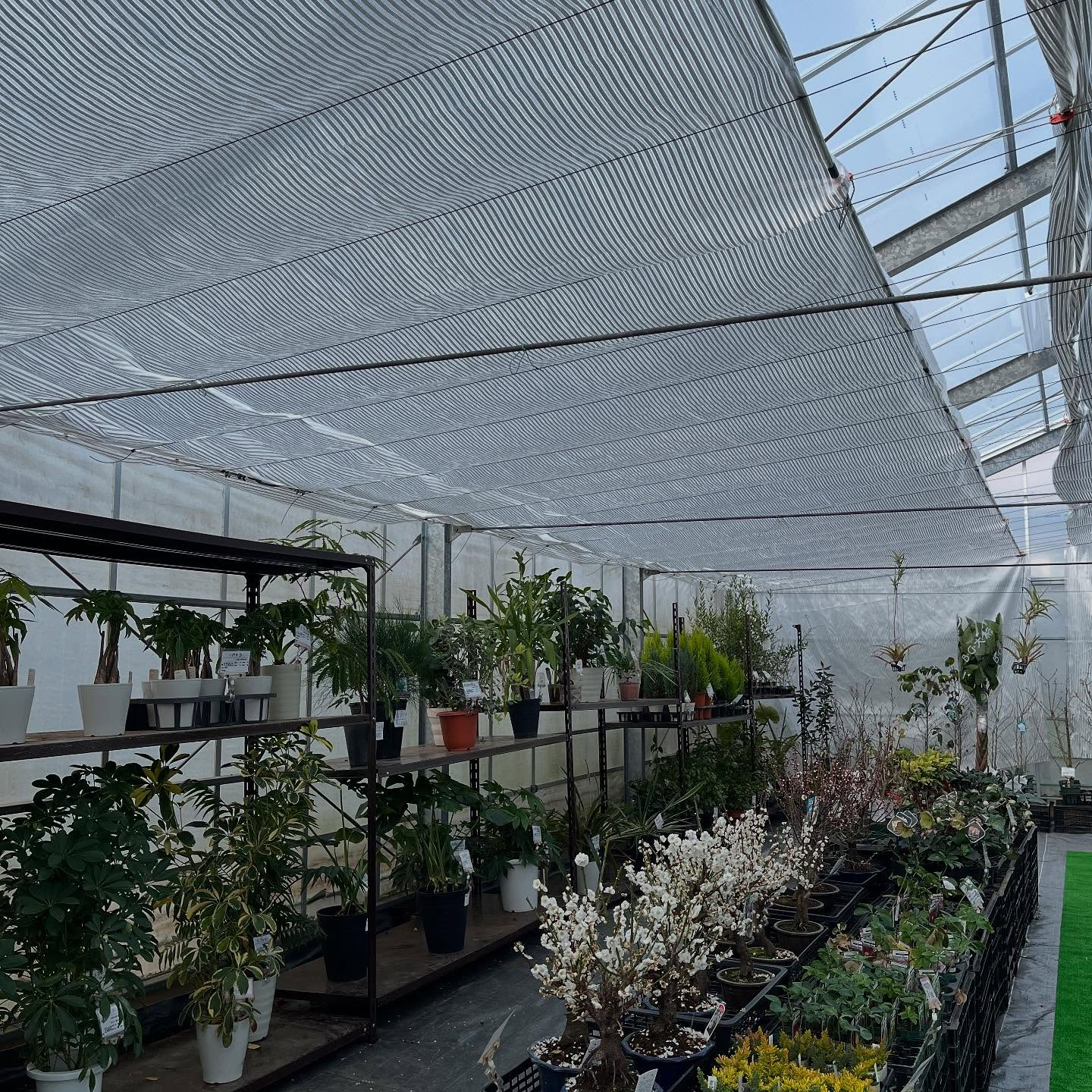 ハウスお店にしました🏠