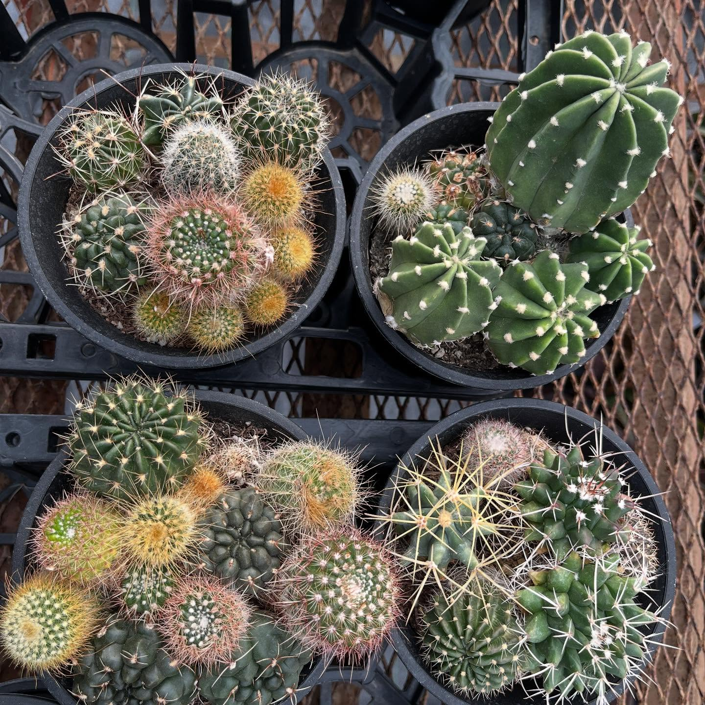 ハウスお店にしました🏠