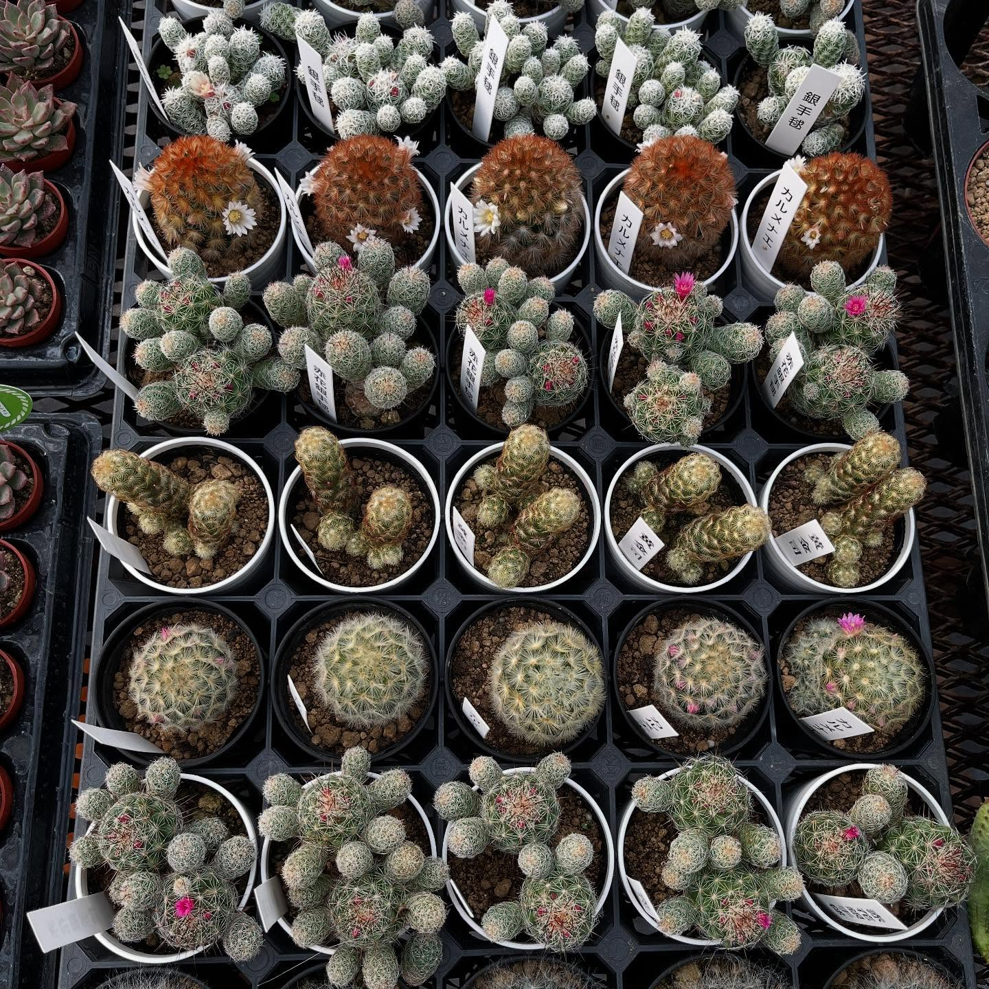 ハウスお店にしました🏠