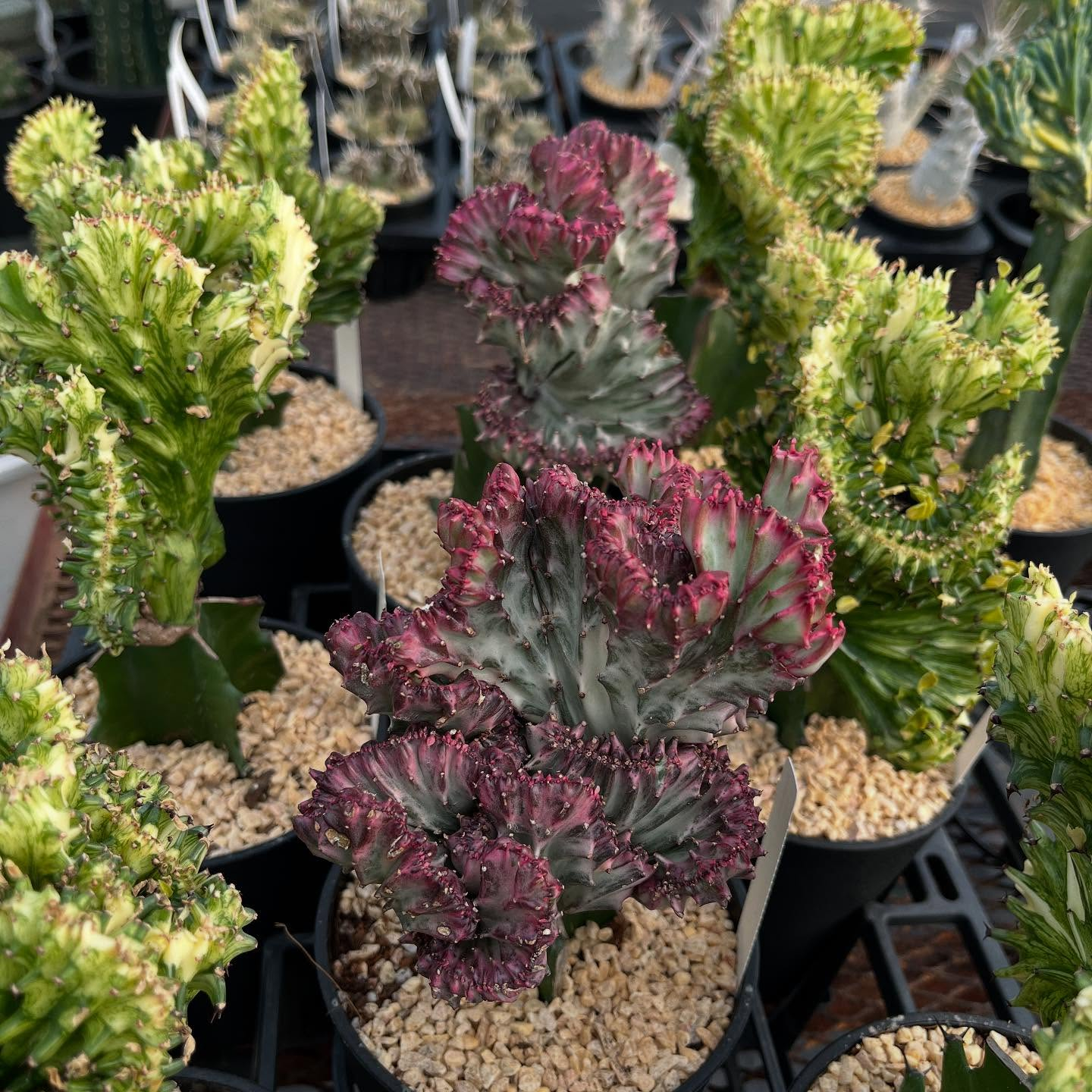 ハウスお店にしました🏠