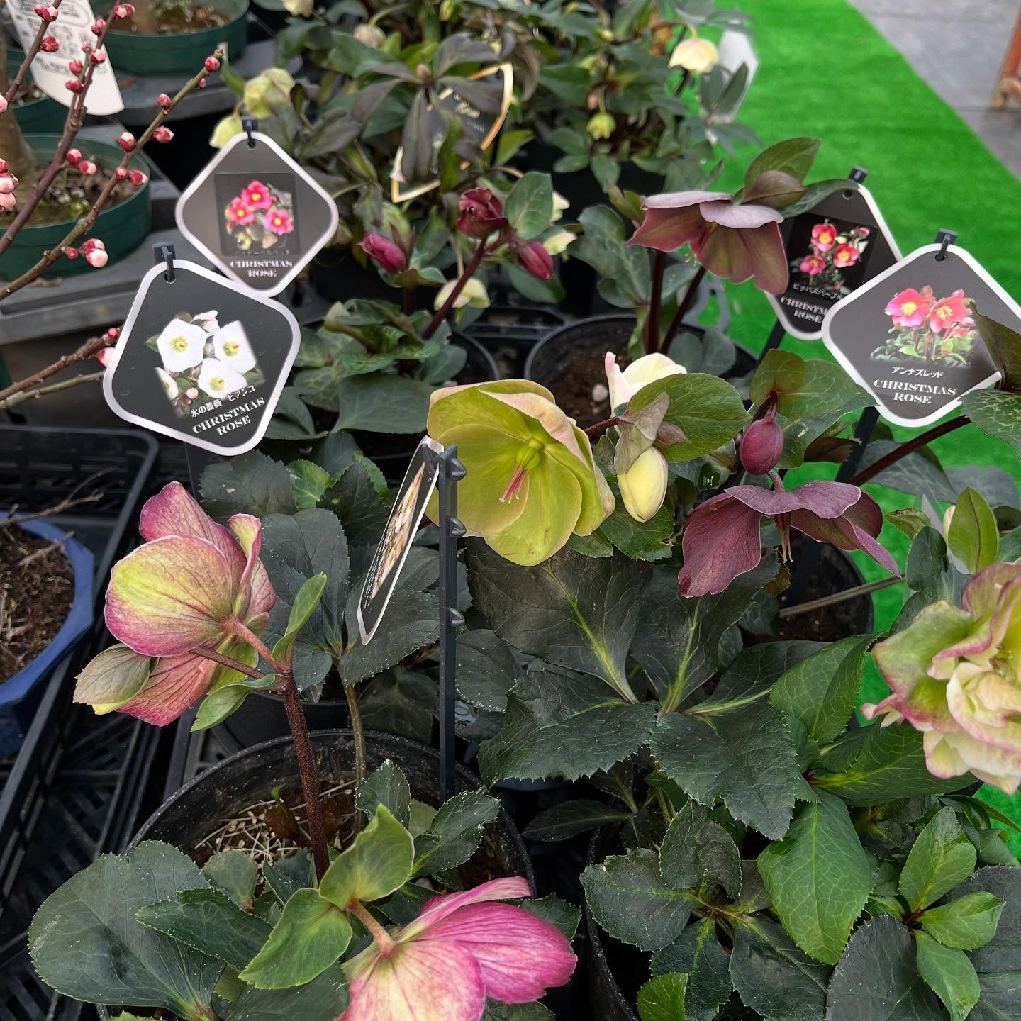 ハウスお店にしました🏠