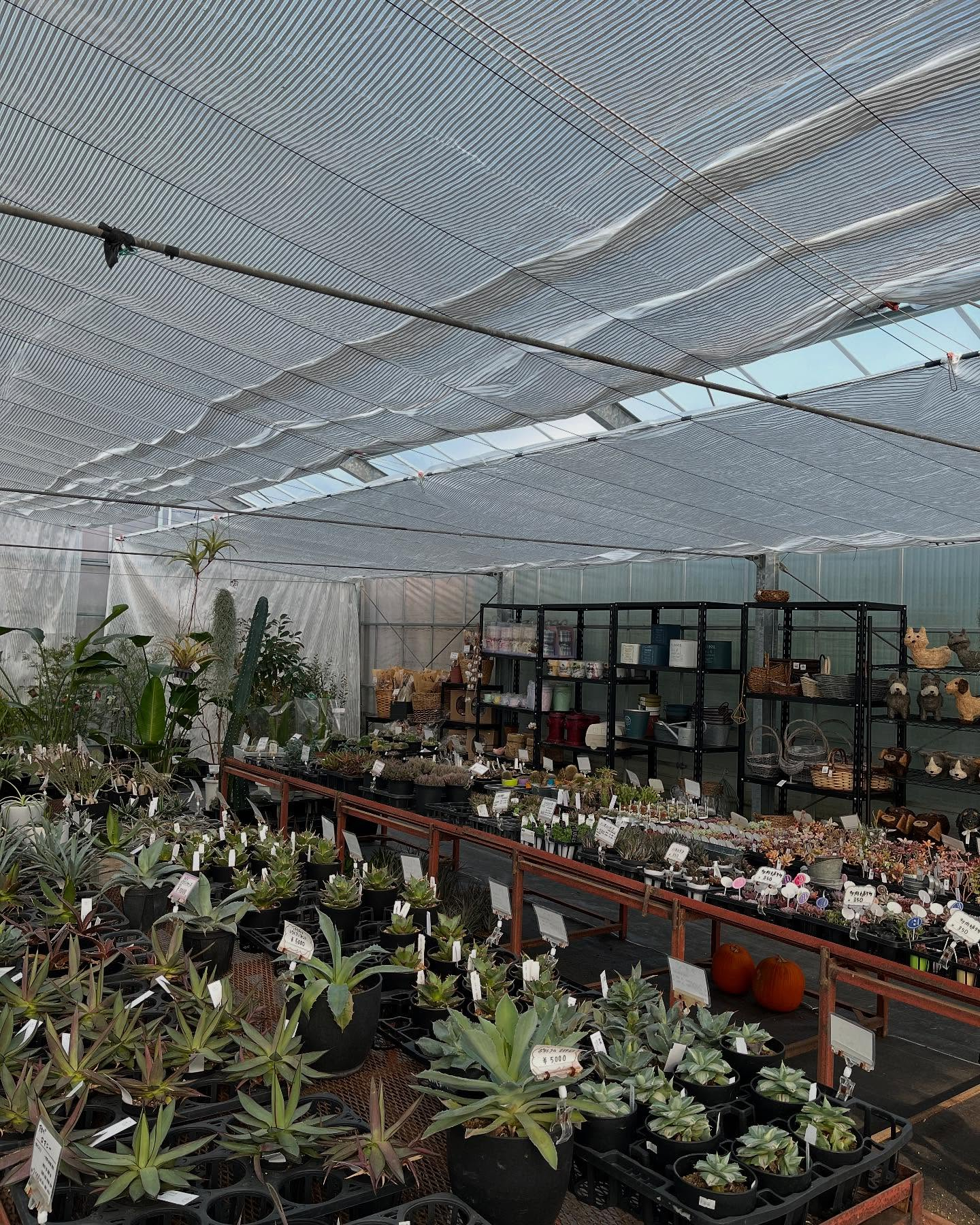 イベントのお知らせ🎪