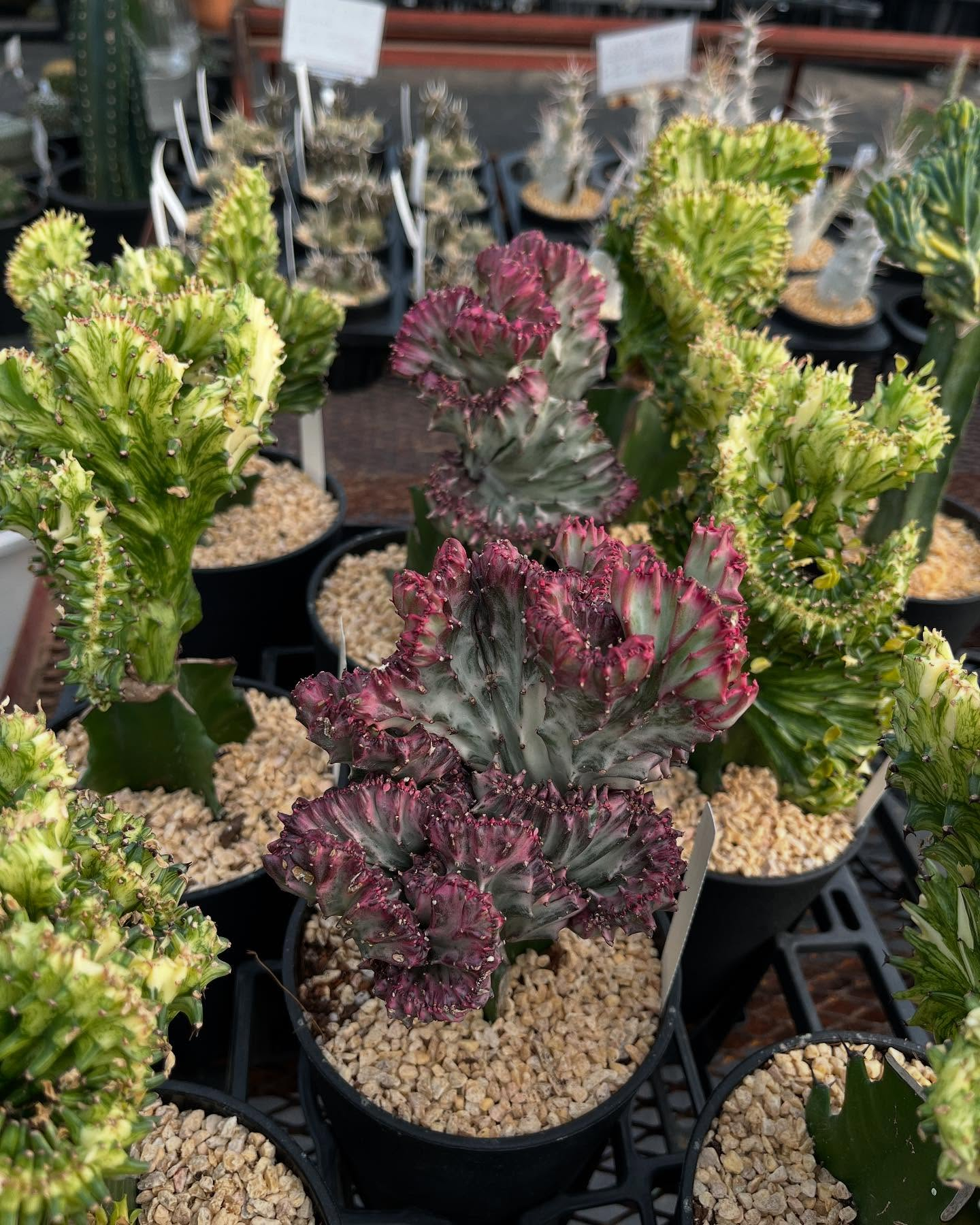 イベントのお知らせ🎪