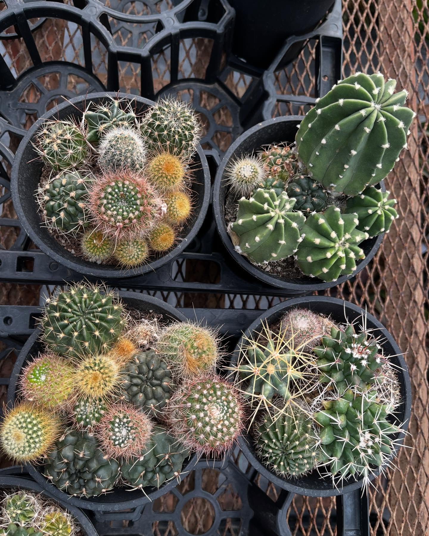 イベントのお知らせ🎪