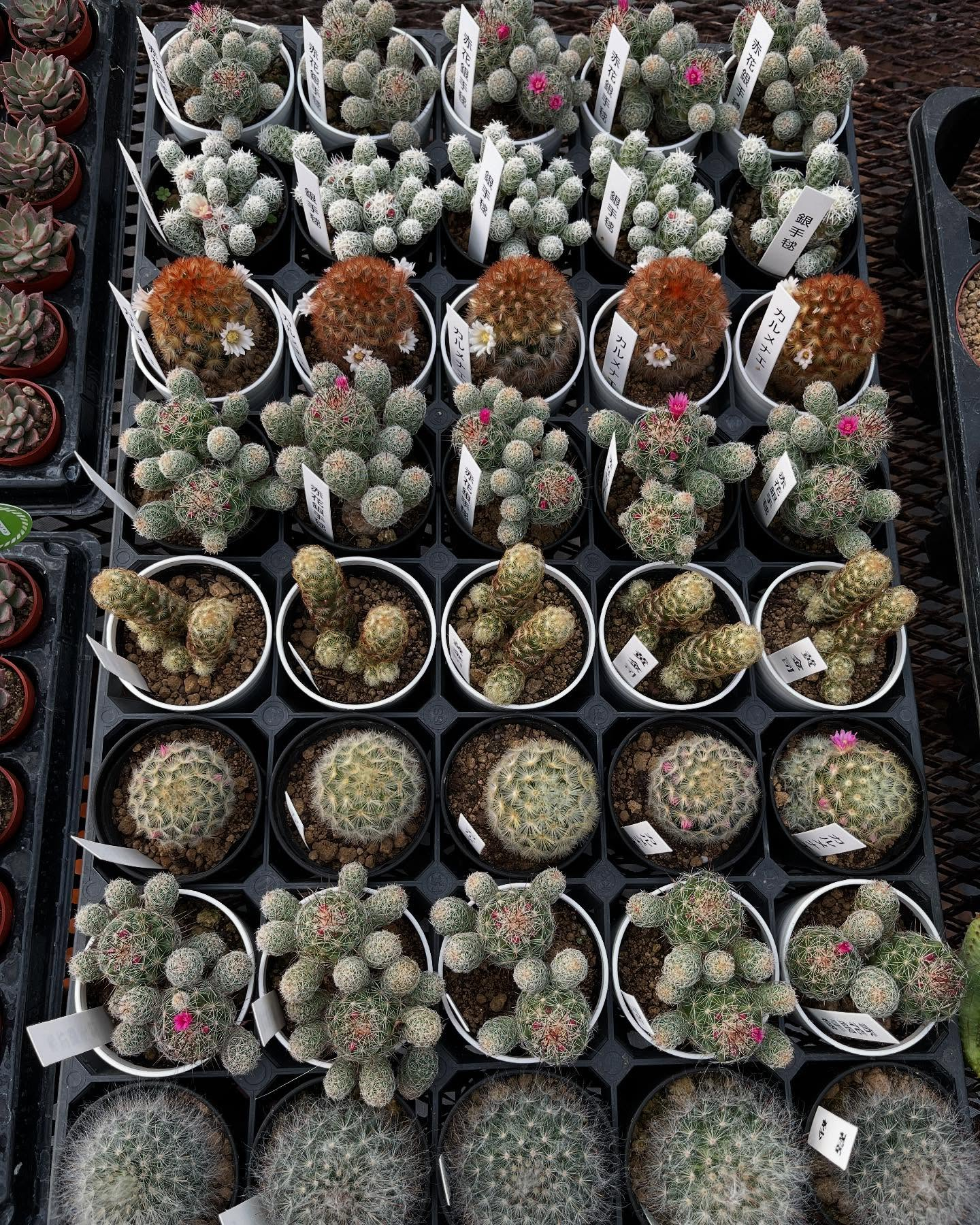 イベントのお知らせ🎪