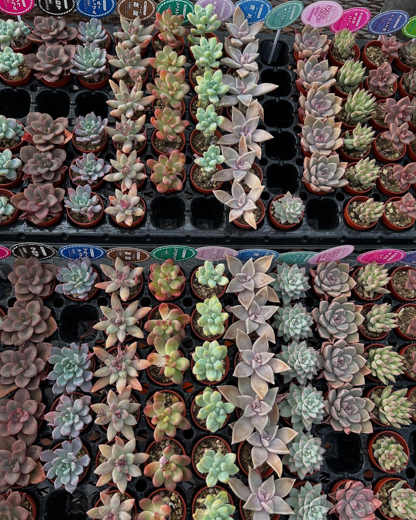 イベントのお知らせ🎪