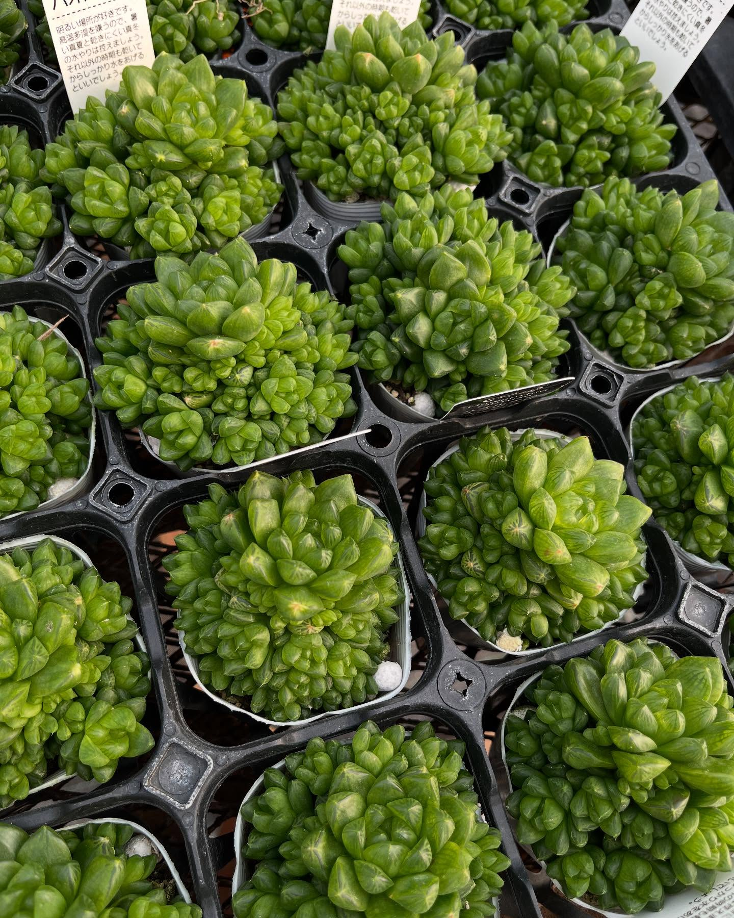 イベントのお知らせ🎪