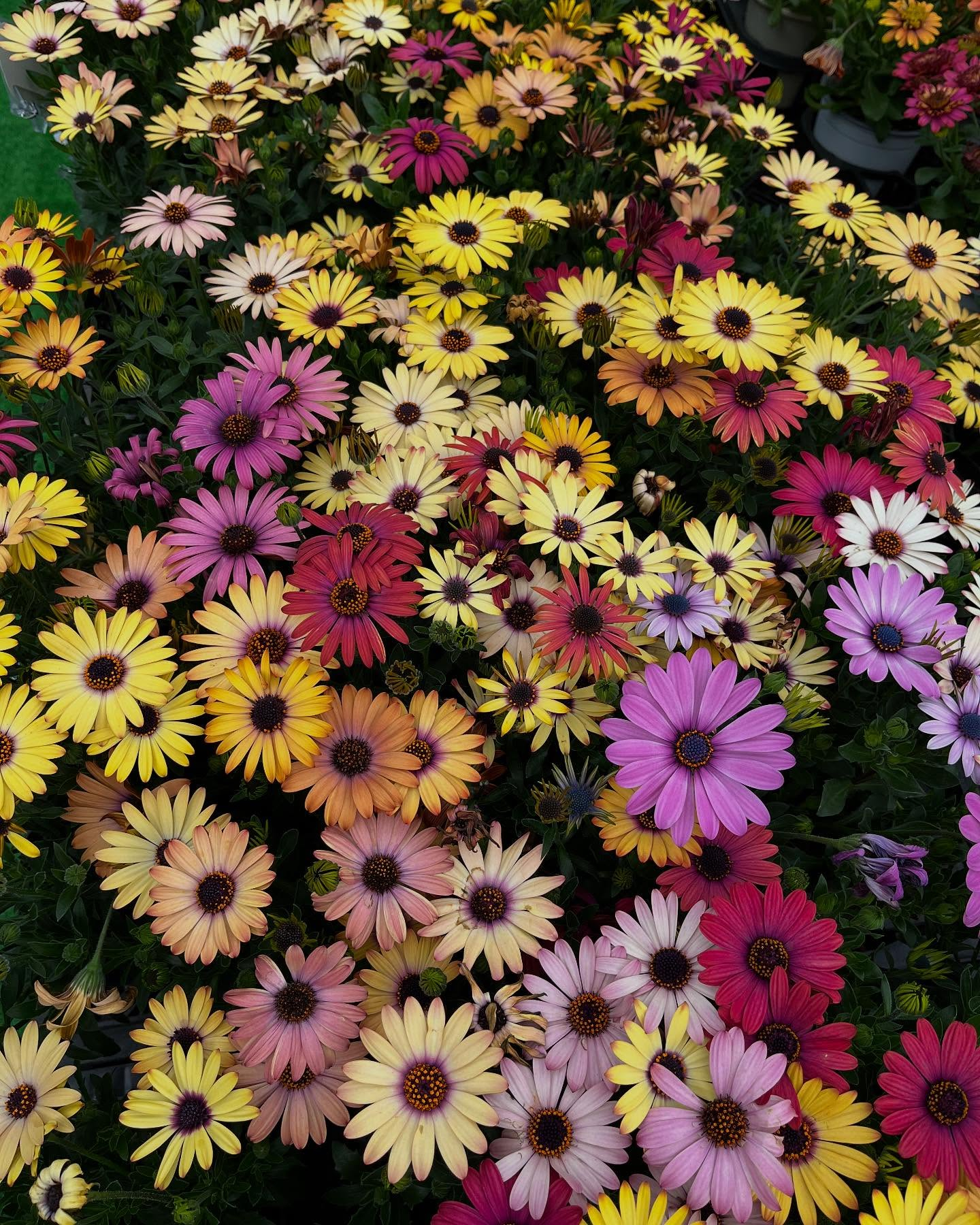 お花出始めました😊暖かくなってきましたね!直売所にたくさんの...