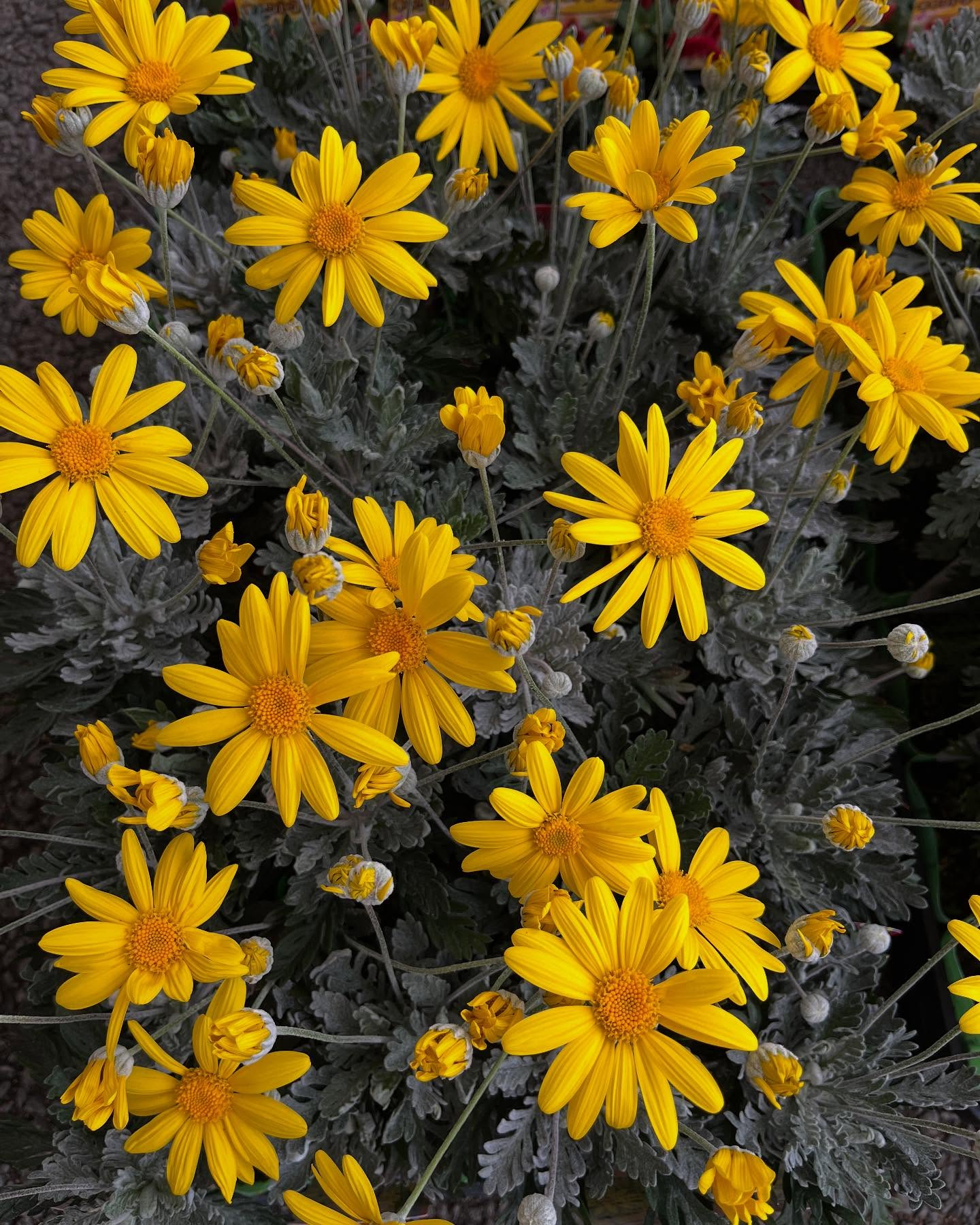 お花出始めました😊暖かくなってきましたね!直売所にたくさんの...