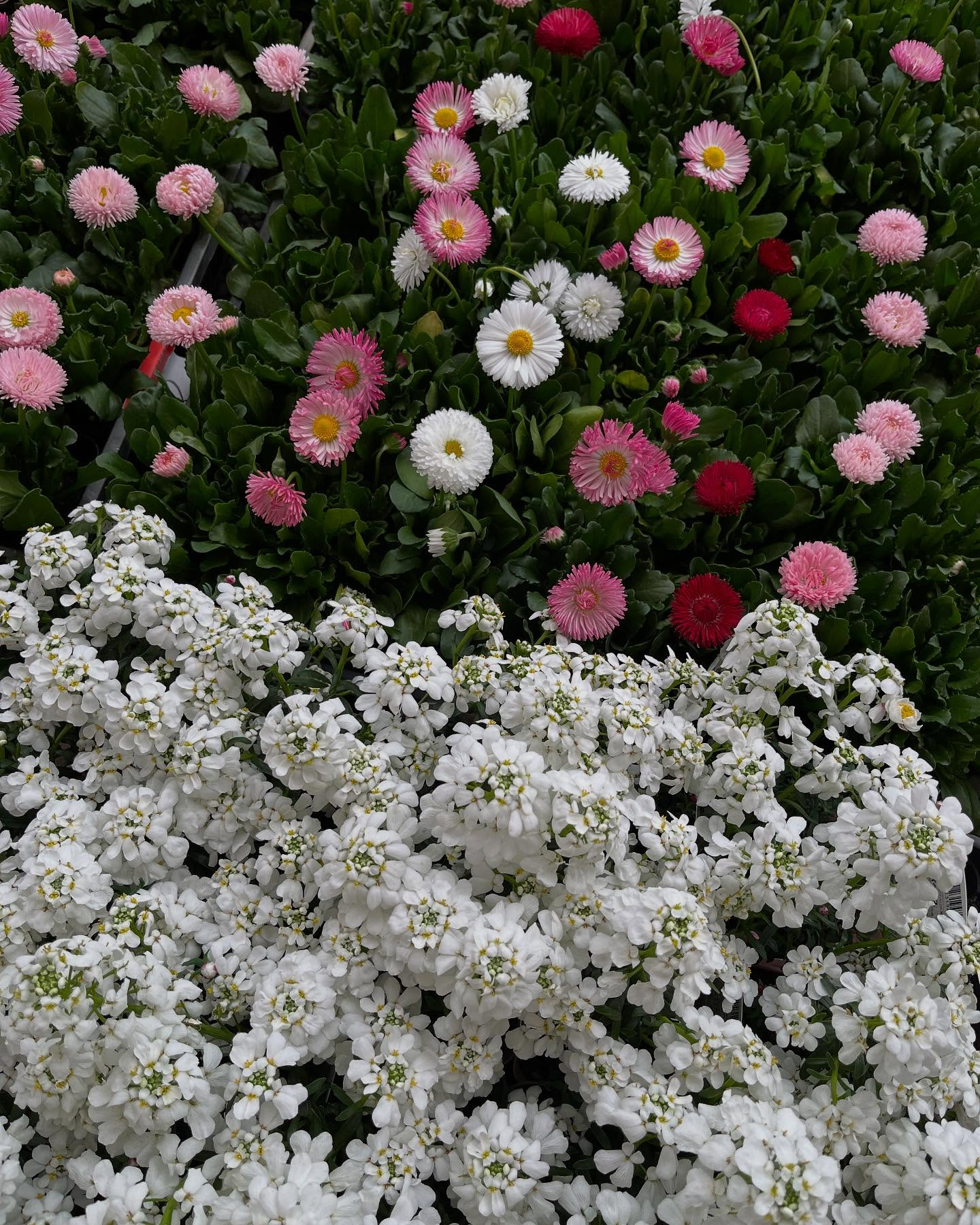 お花出始めました😊暖かくなってきましたね!直売所にたくさんの...