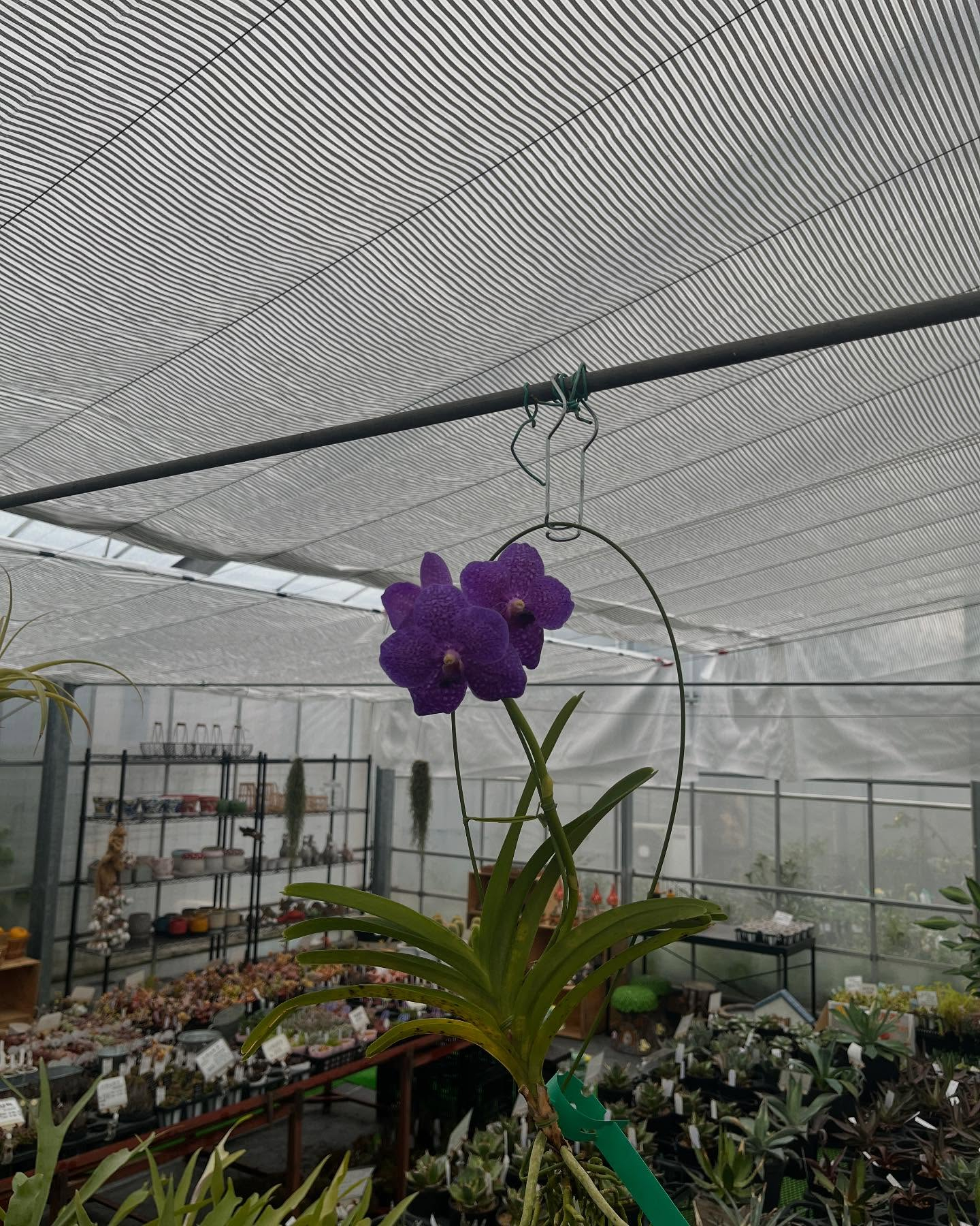 お花出始めました😊暖かくなってきましたね!直売所にたくさんの...