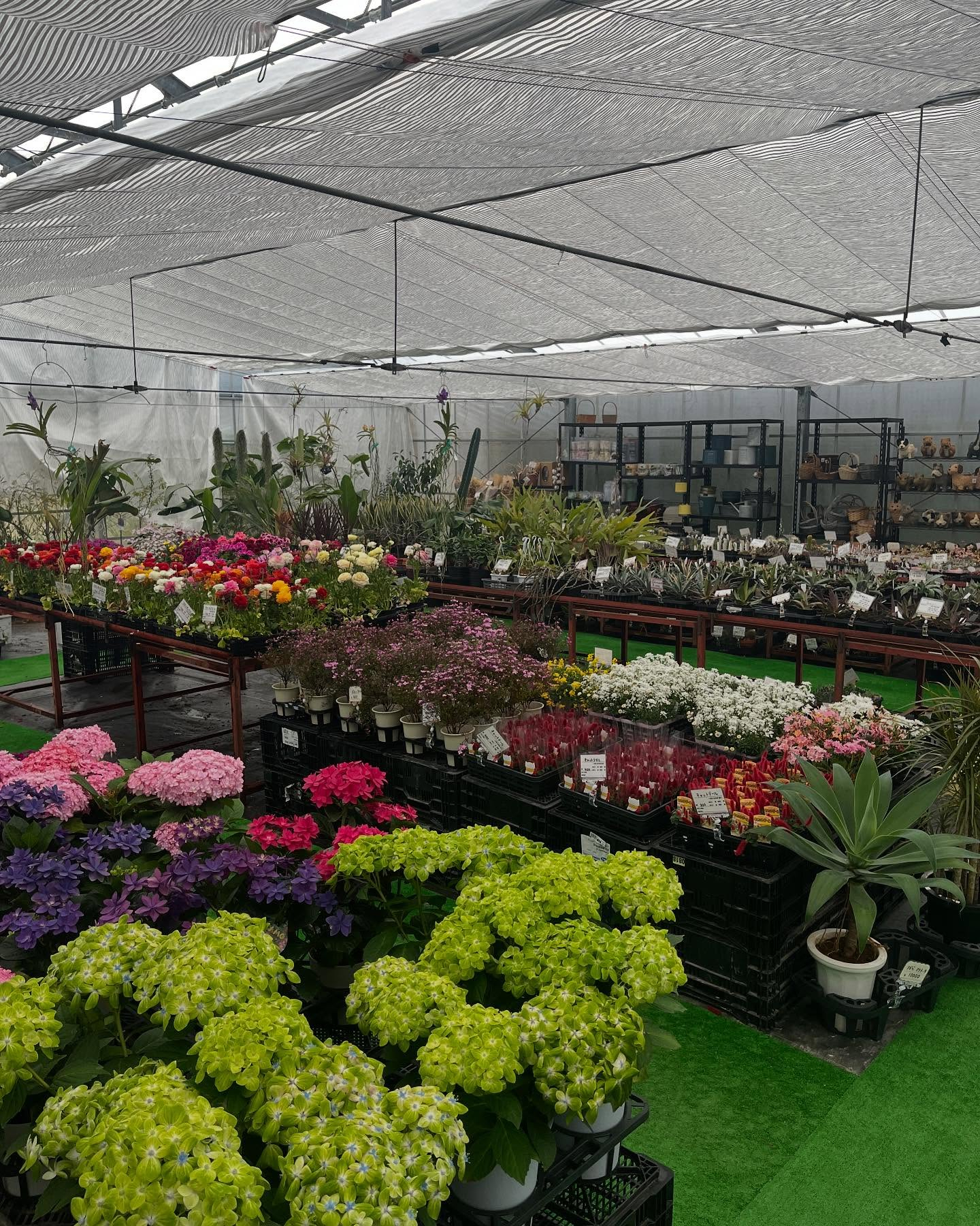 お花出始めました😊暖かくなってきましたね!直売所にたくさんの...