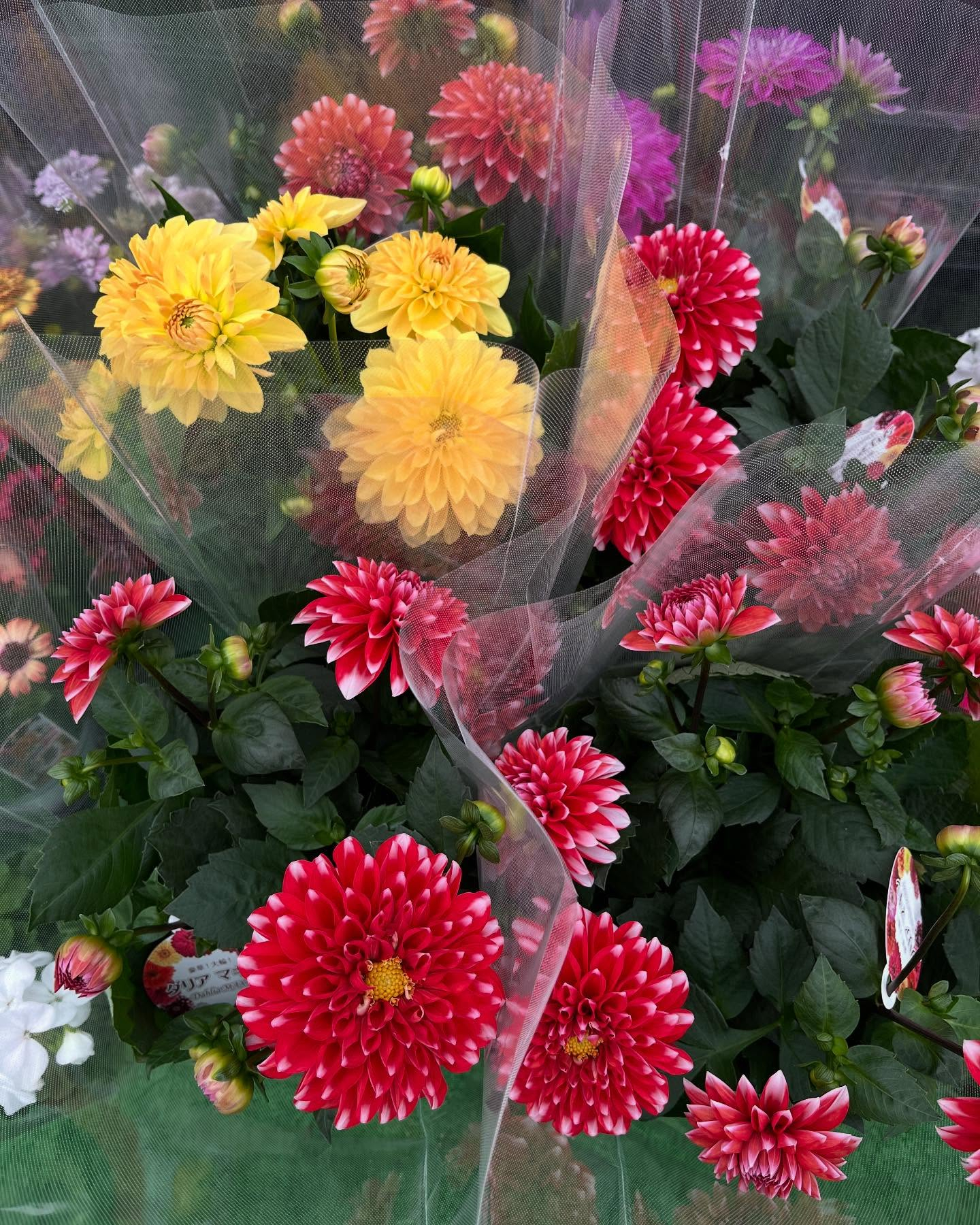 お花出始めました😊暖かくなってきましたね！直売所にたくさんの...