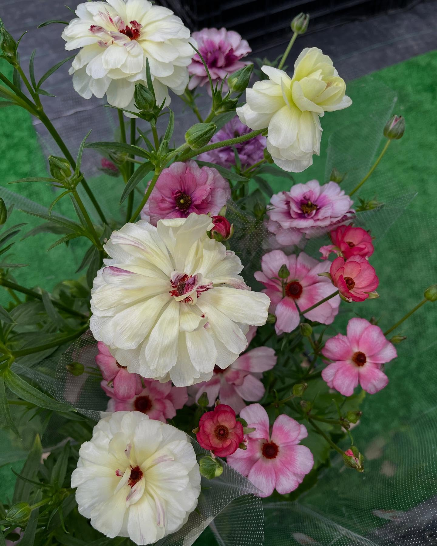 お花出始めました😊暖かくなってきましたね！直売所にたくさんの...