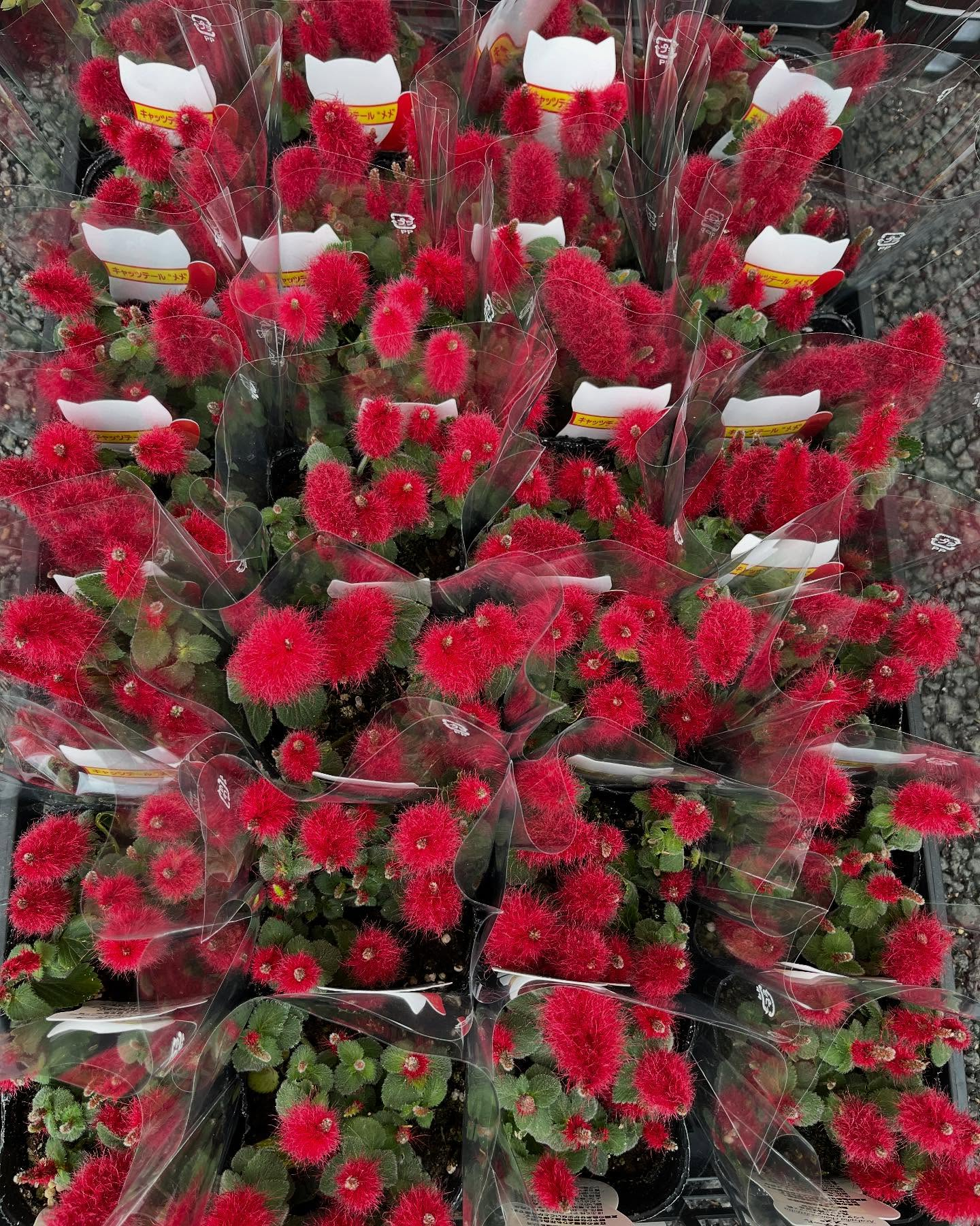 お花出始めました😊暖かくなってきましたね！直売所にたくさんの...