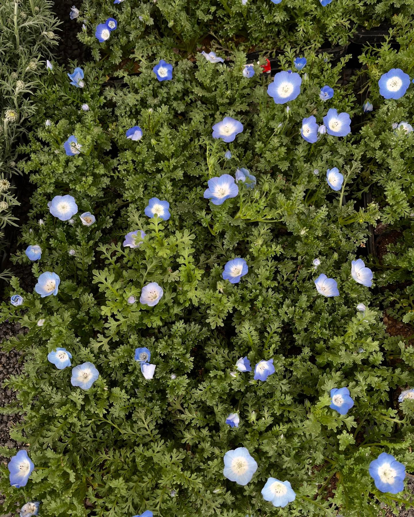 お花出始めました😊暖かくなってきましたね！直売所にたくさんの...