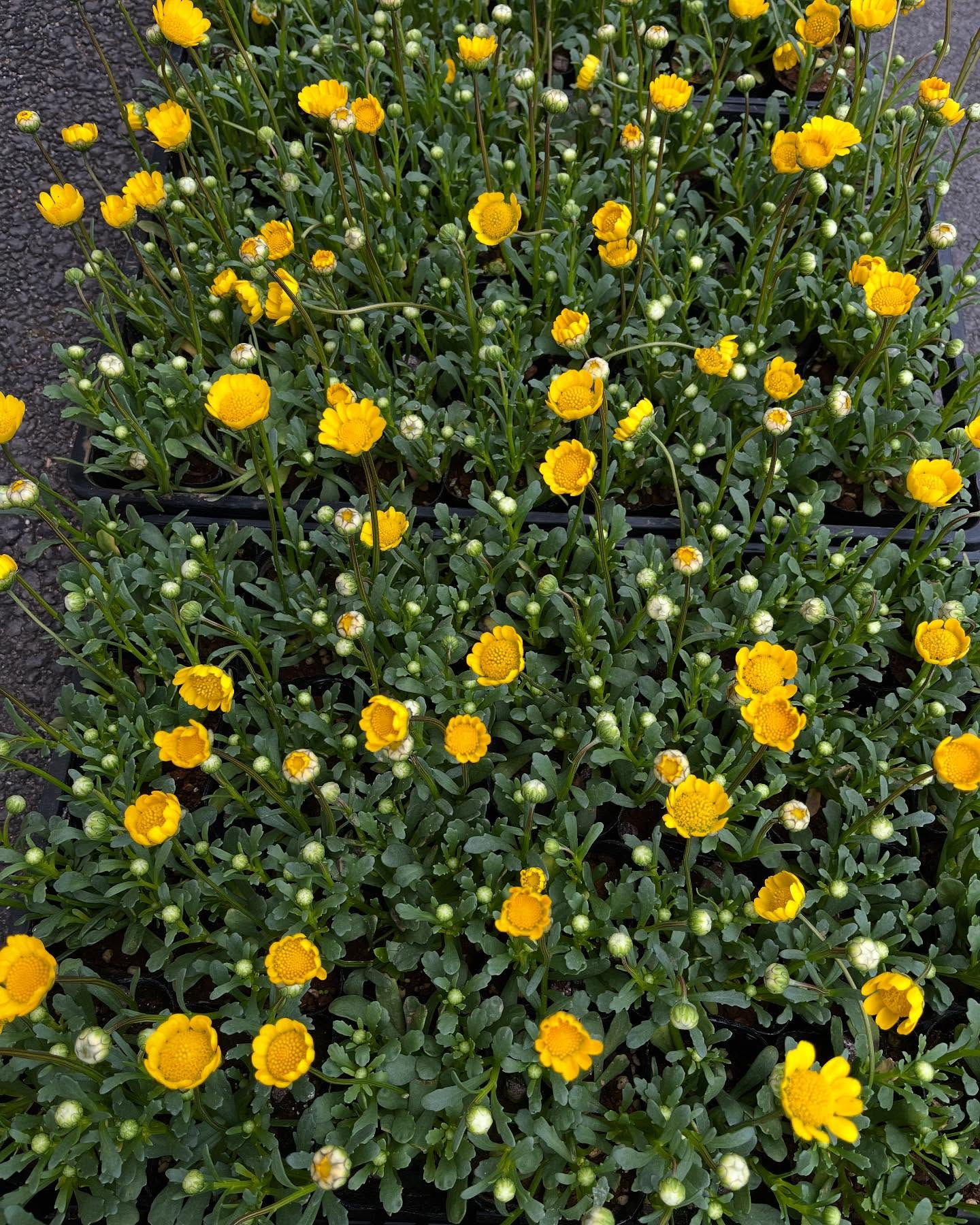 お花出始めました😊暖かくなってきましたね！直売所にたくさんの...