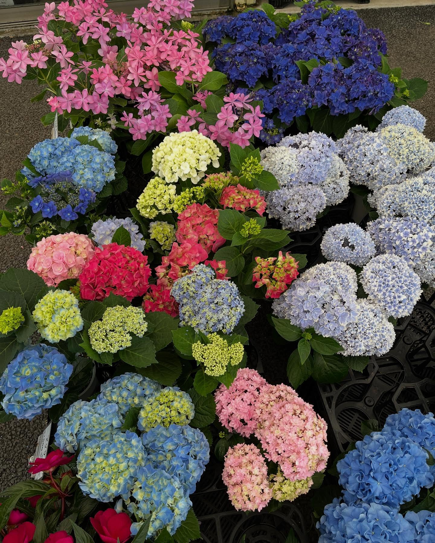 母の日イベント🎪