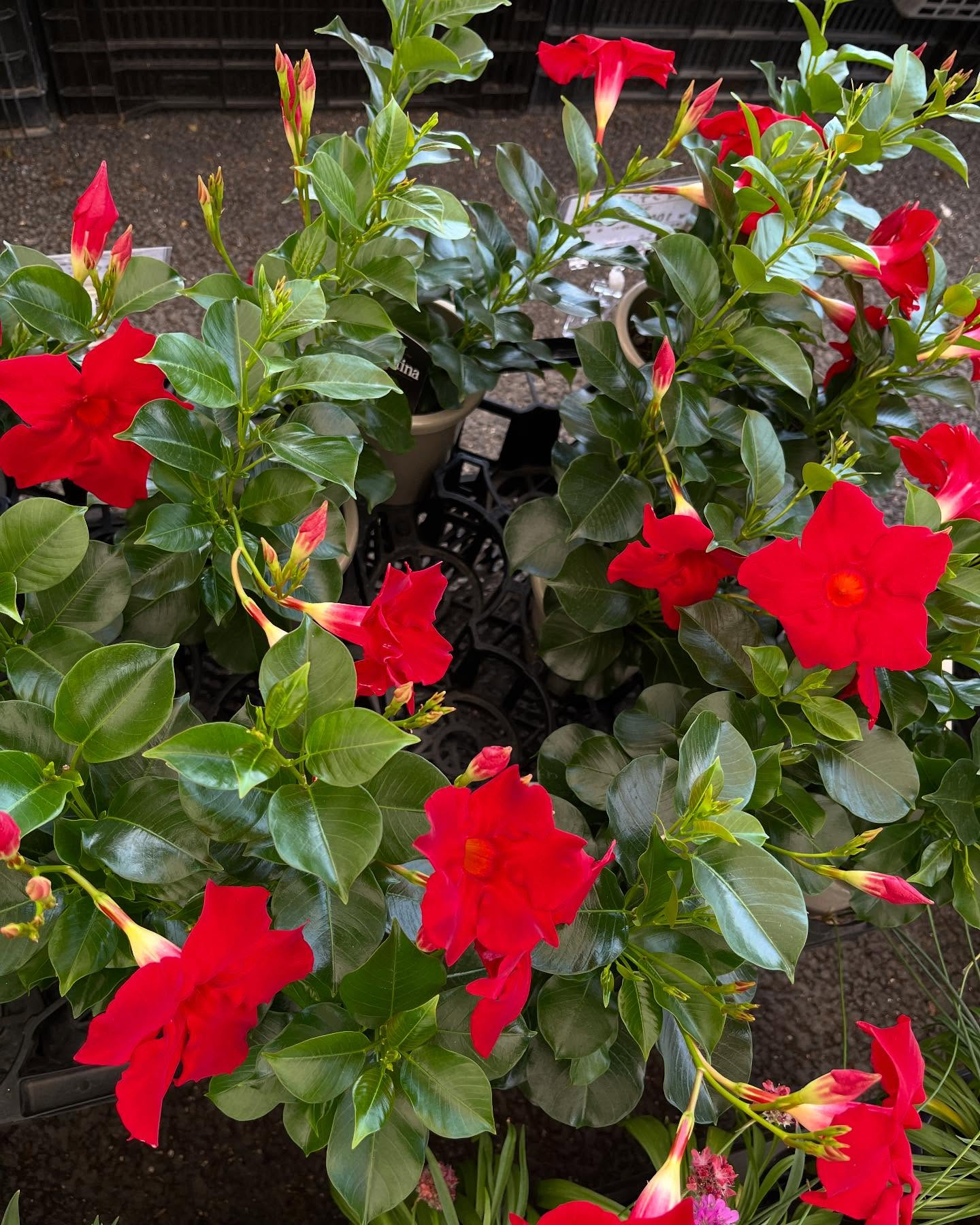 母の日イベント🎪