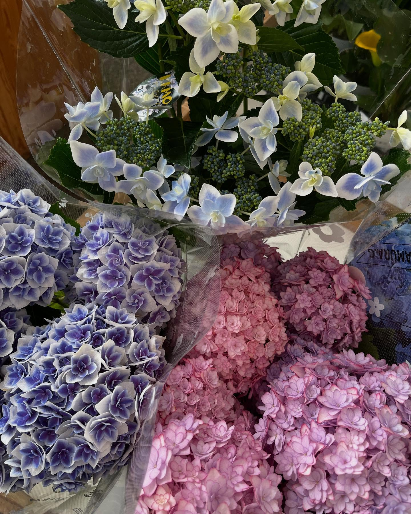 イベントのお知らせ🎪