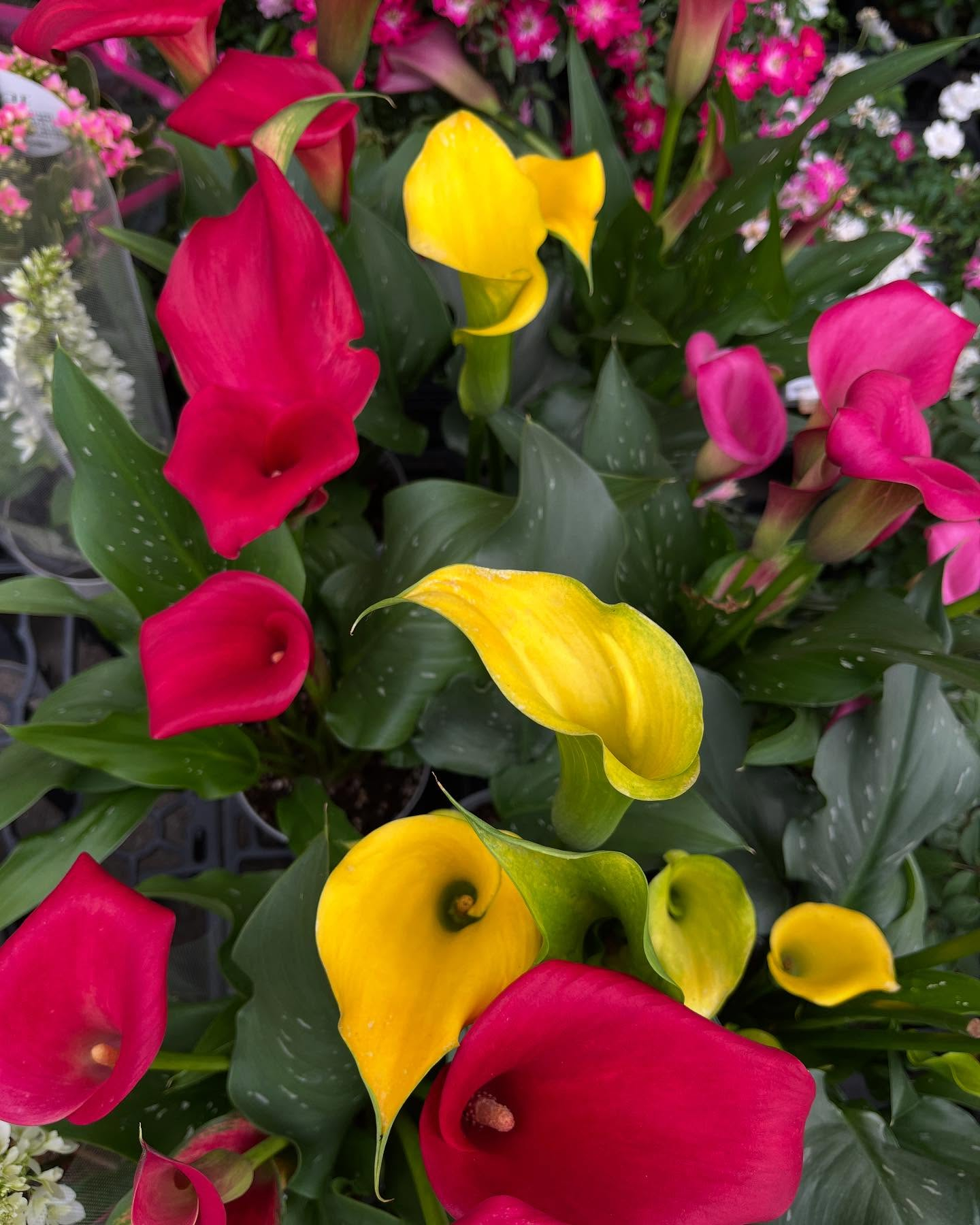 イベントのお知らせ🎪