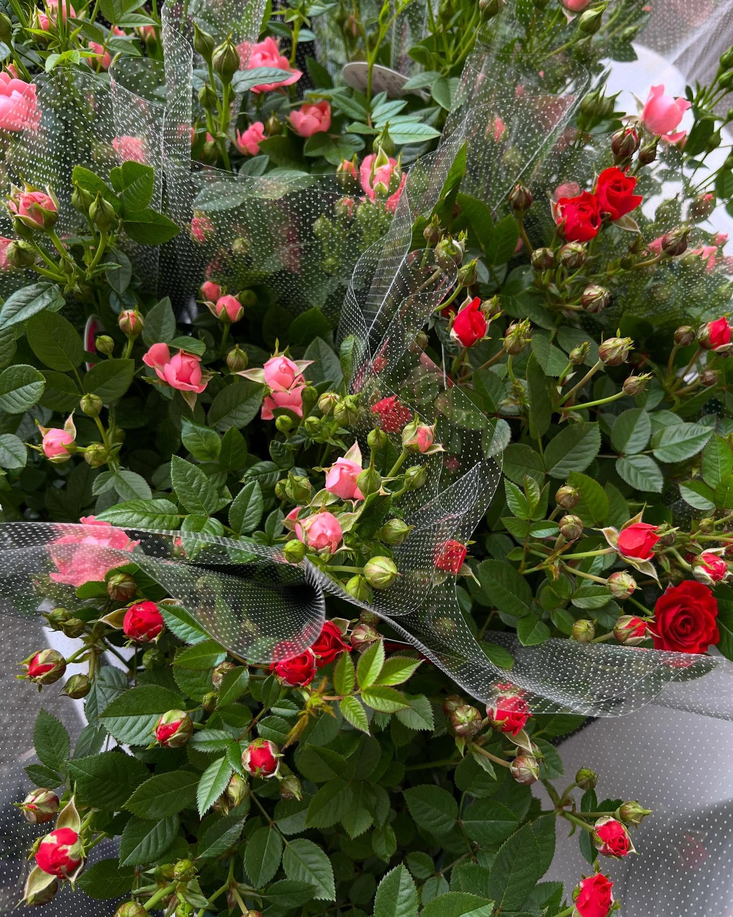 イベントのお知らせ🎪