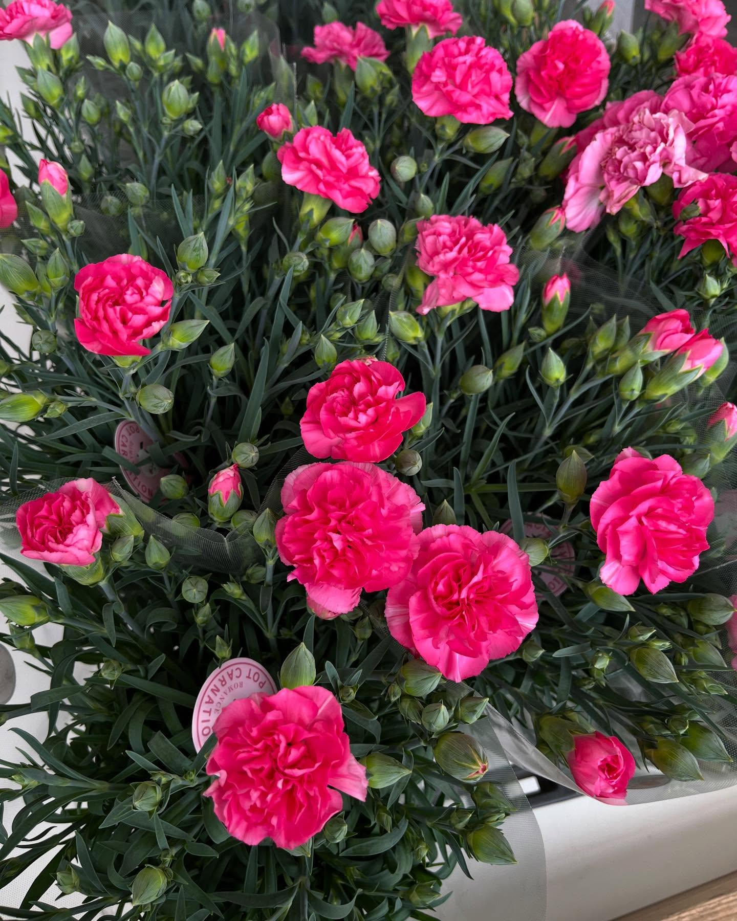 イベントのお知らせ🎪