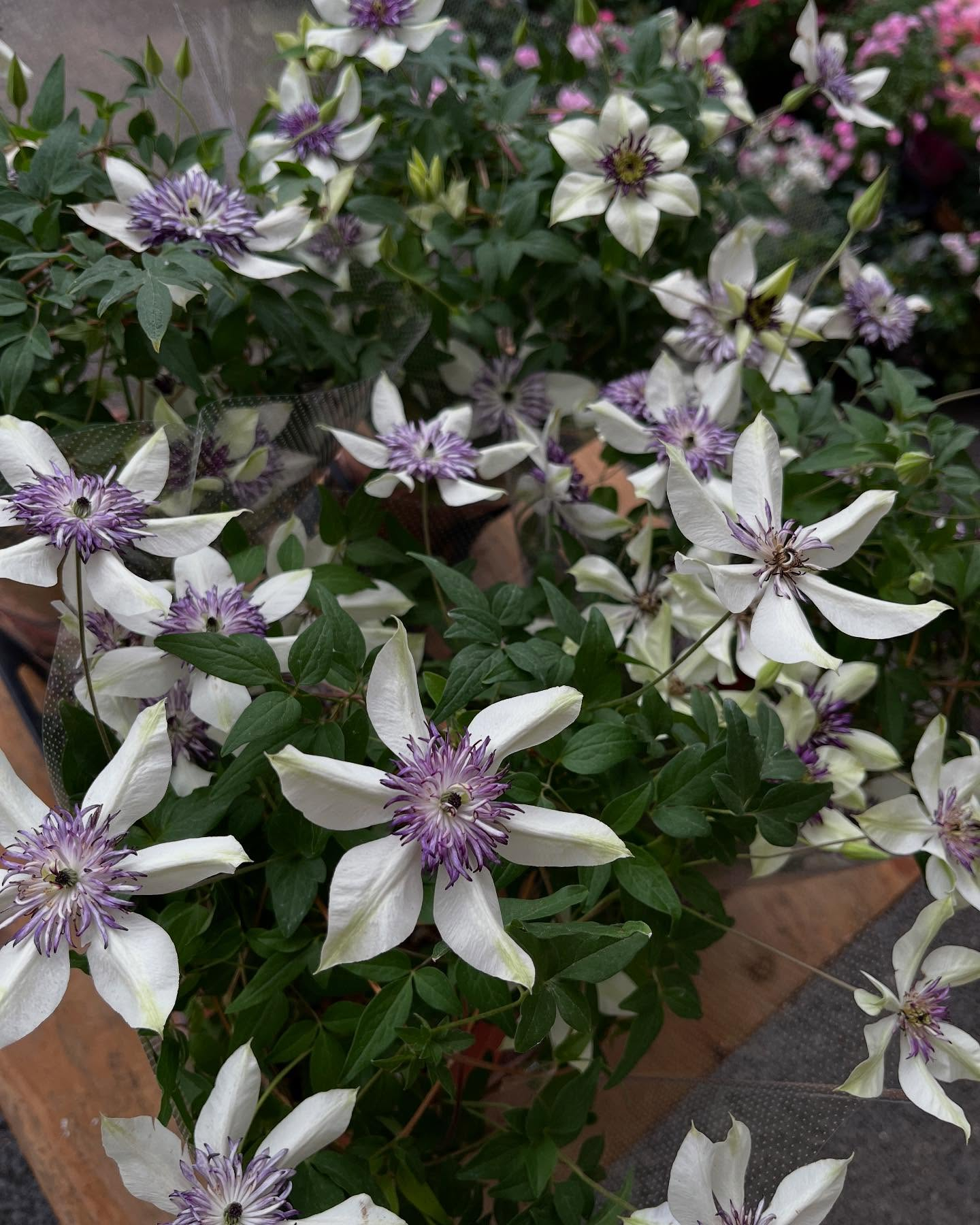 イベントのお知らせ🎪