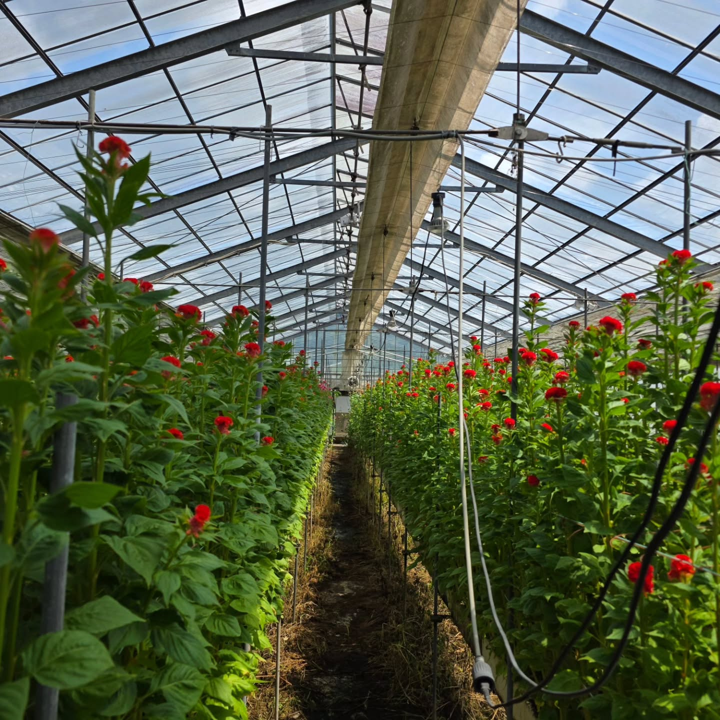 ケイトウが咲き始めてきました。