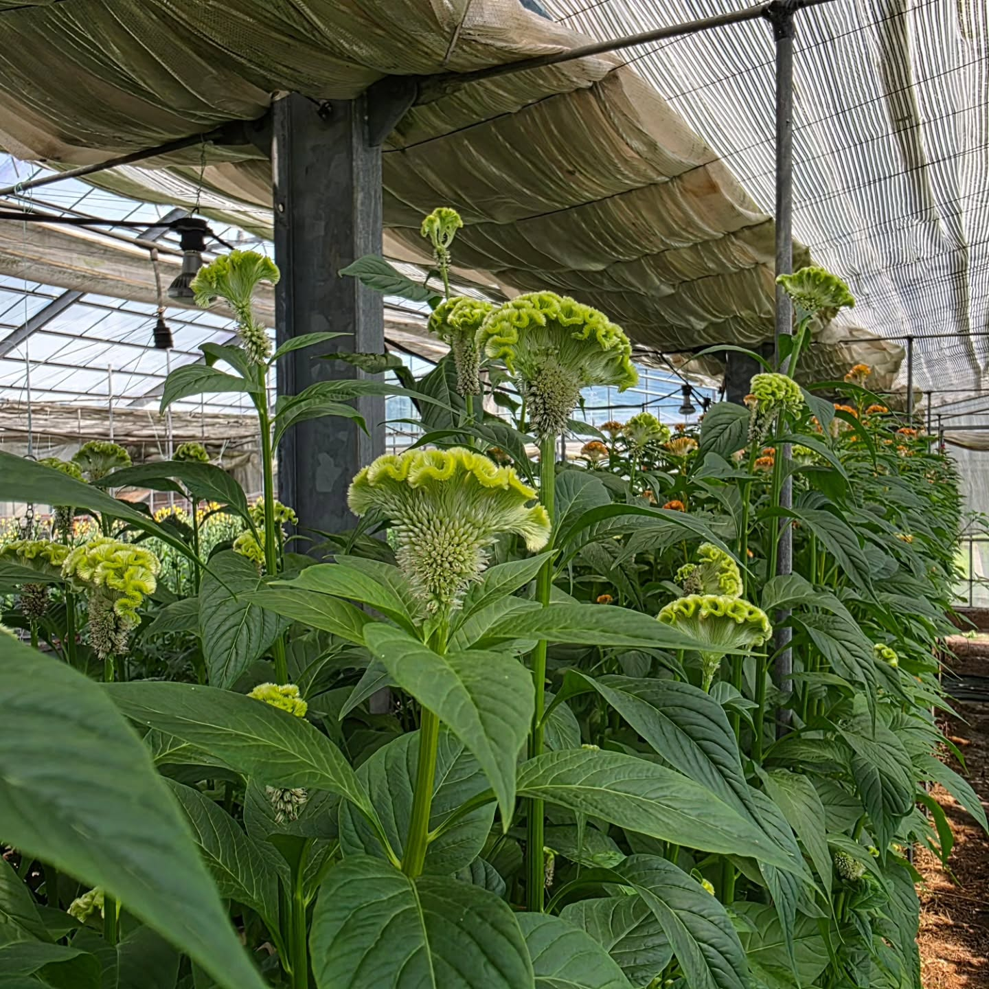 ケイトウが咲き始めてきました。