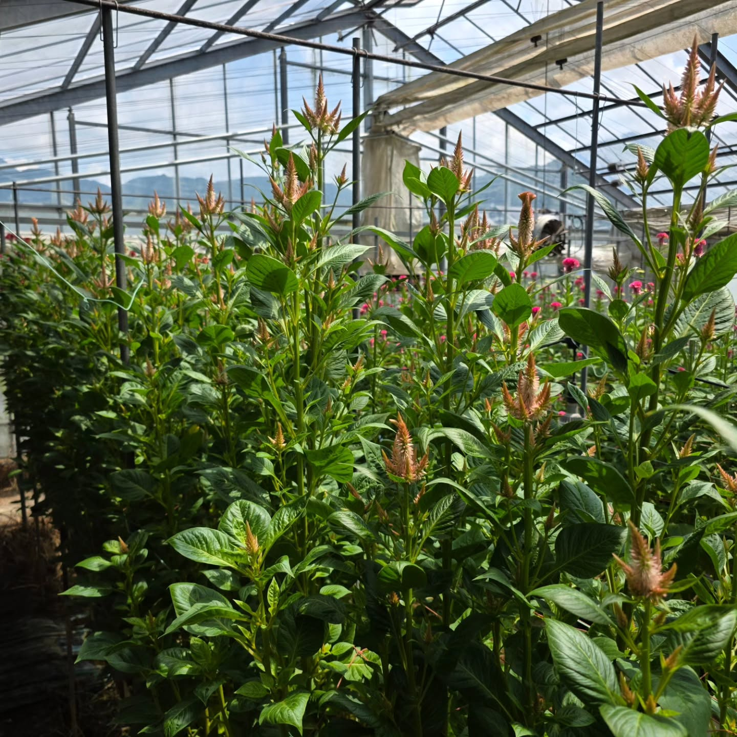 ケイトウが咲き始めてきました。