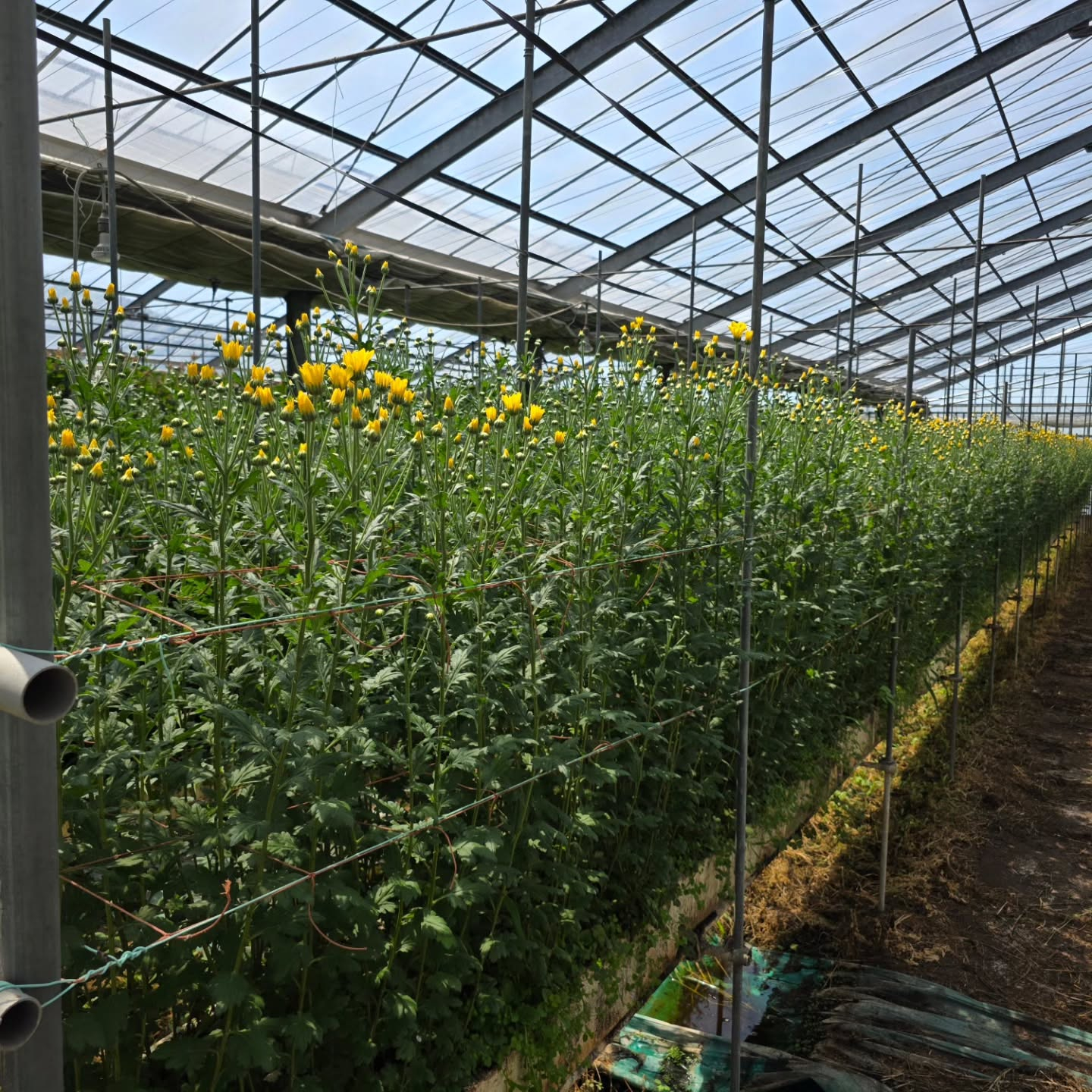 ケイトウが咲き始めてきました。