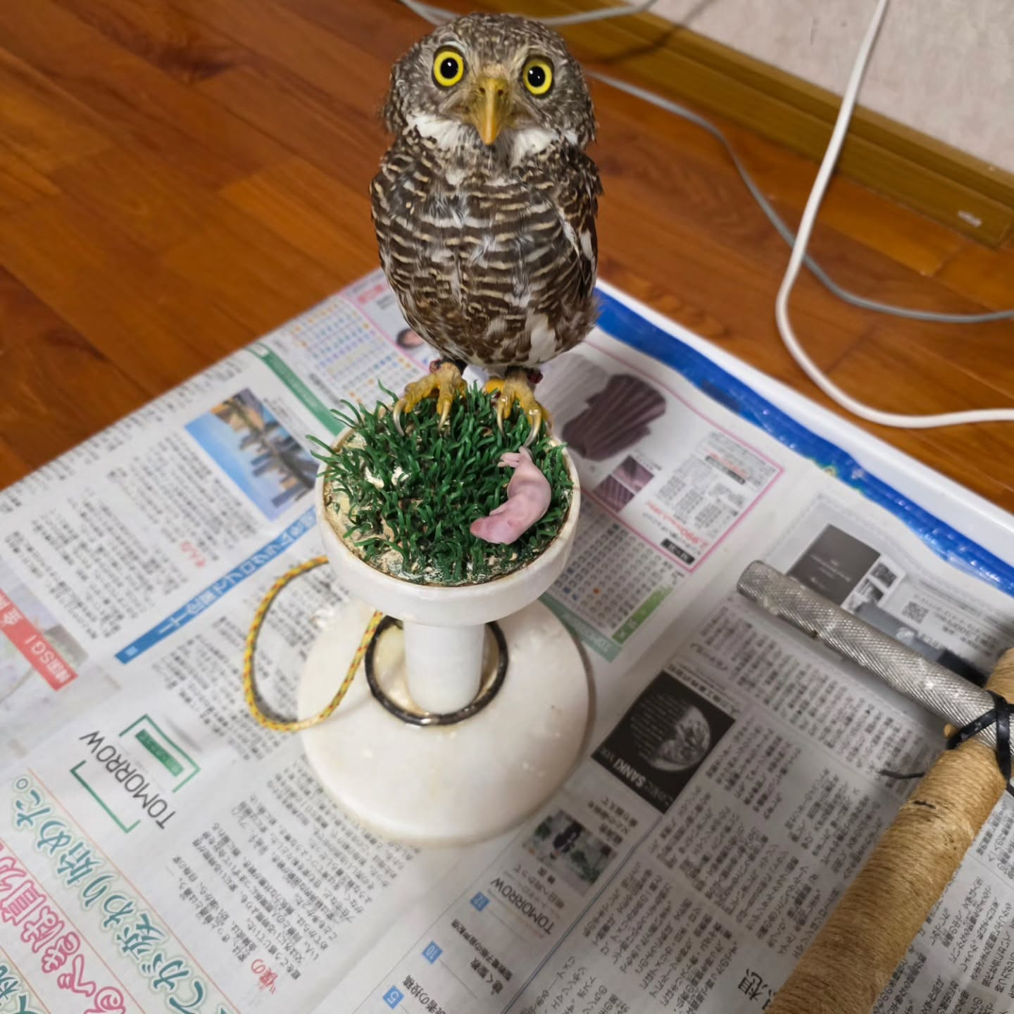 ケイトウが咲き始めてきました。