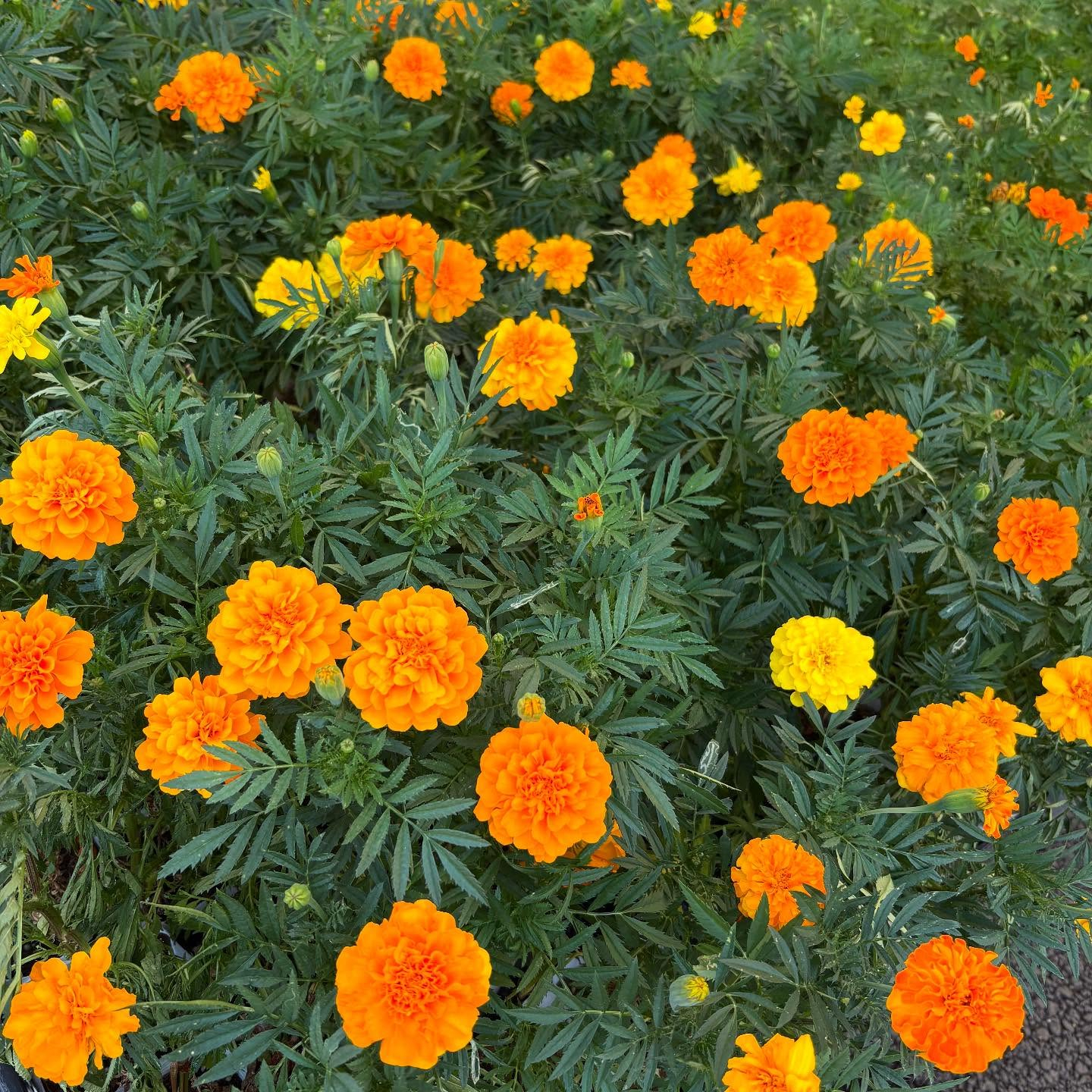 お久しぶりの投稿です🌿