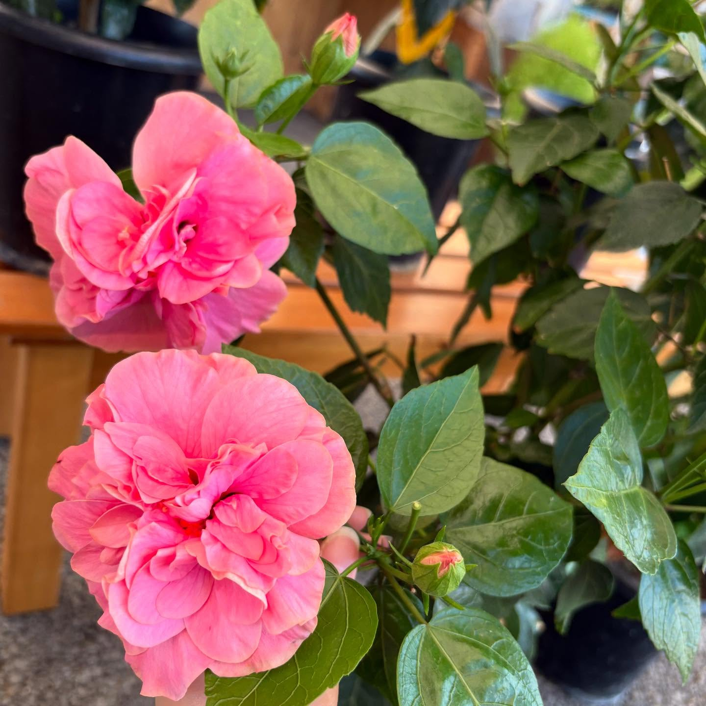 お久しぶりの投稿です🌿