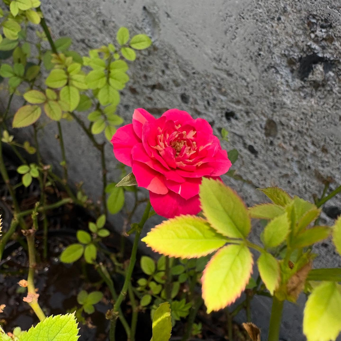 お久しぶりの投稿です🌿