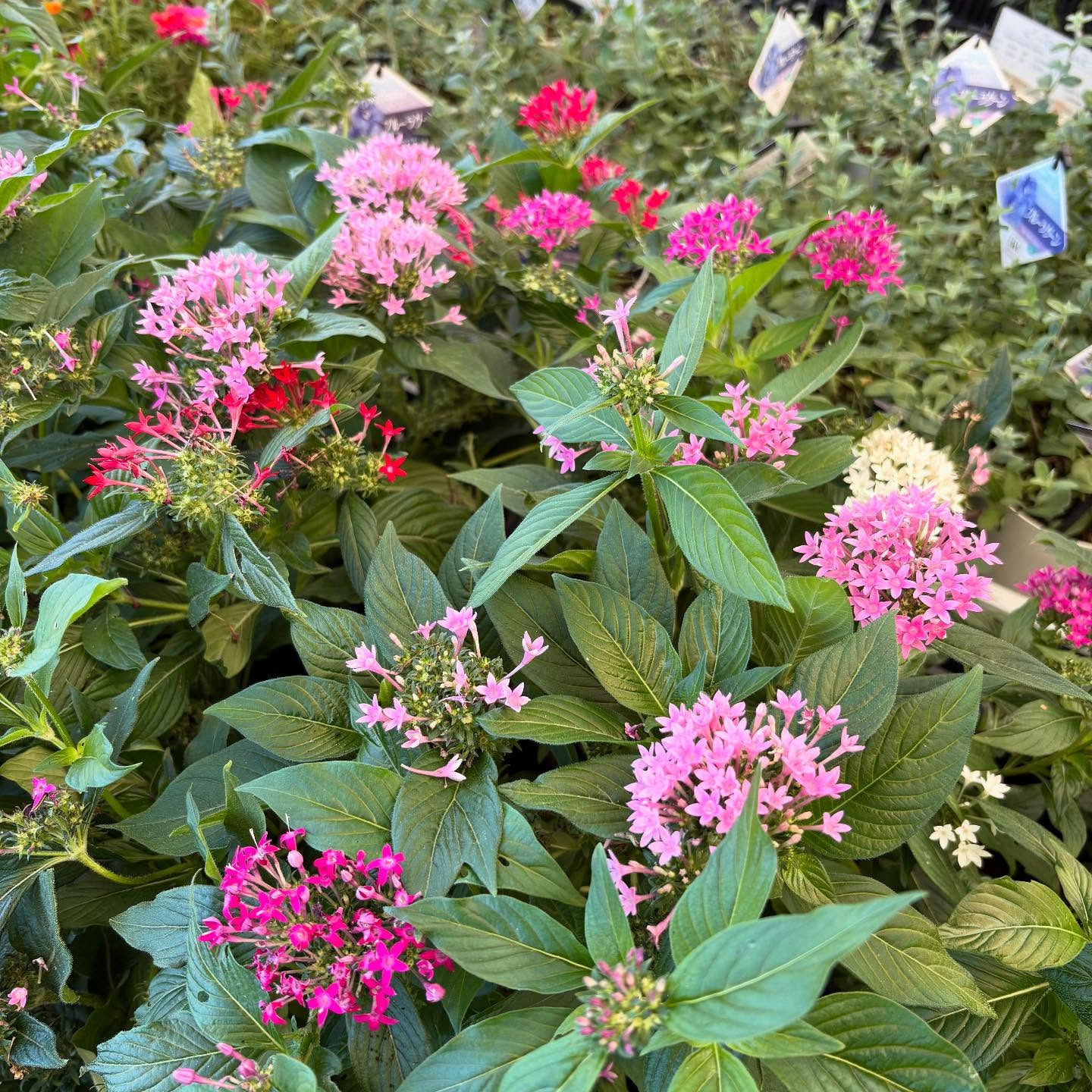 お久しぶりの投稿です🌿