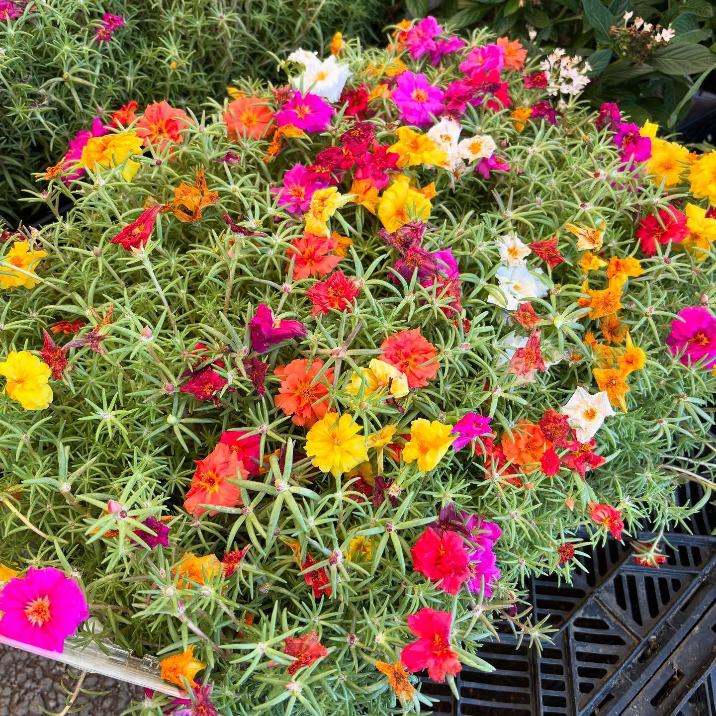 お久しぶりの投稿です🌿