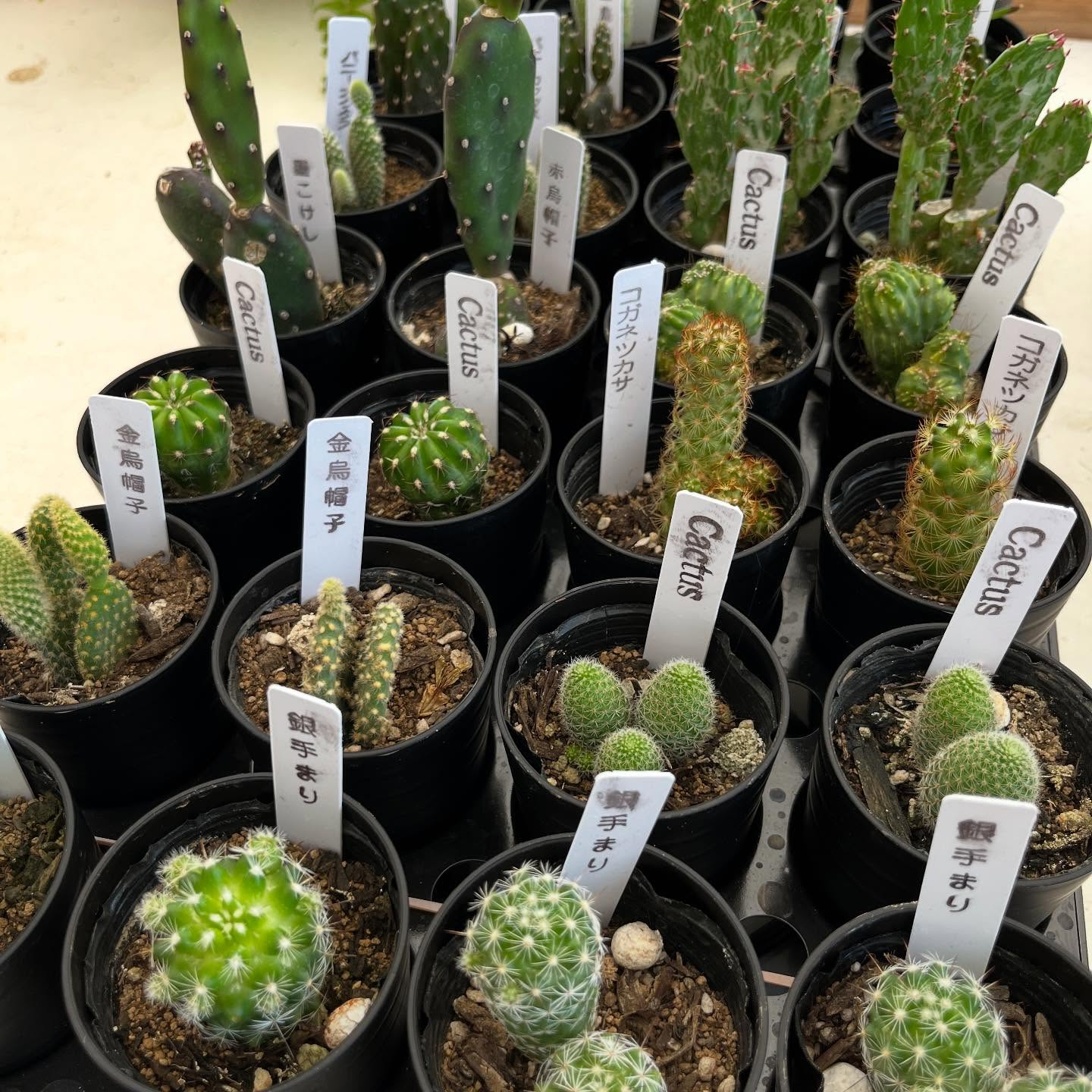 お久しぶりの投稿です🌿