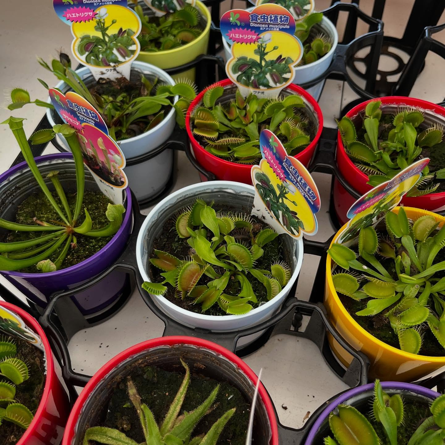 お久しぶりの投稿です🌿