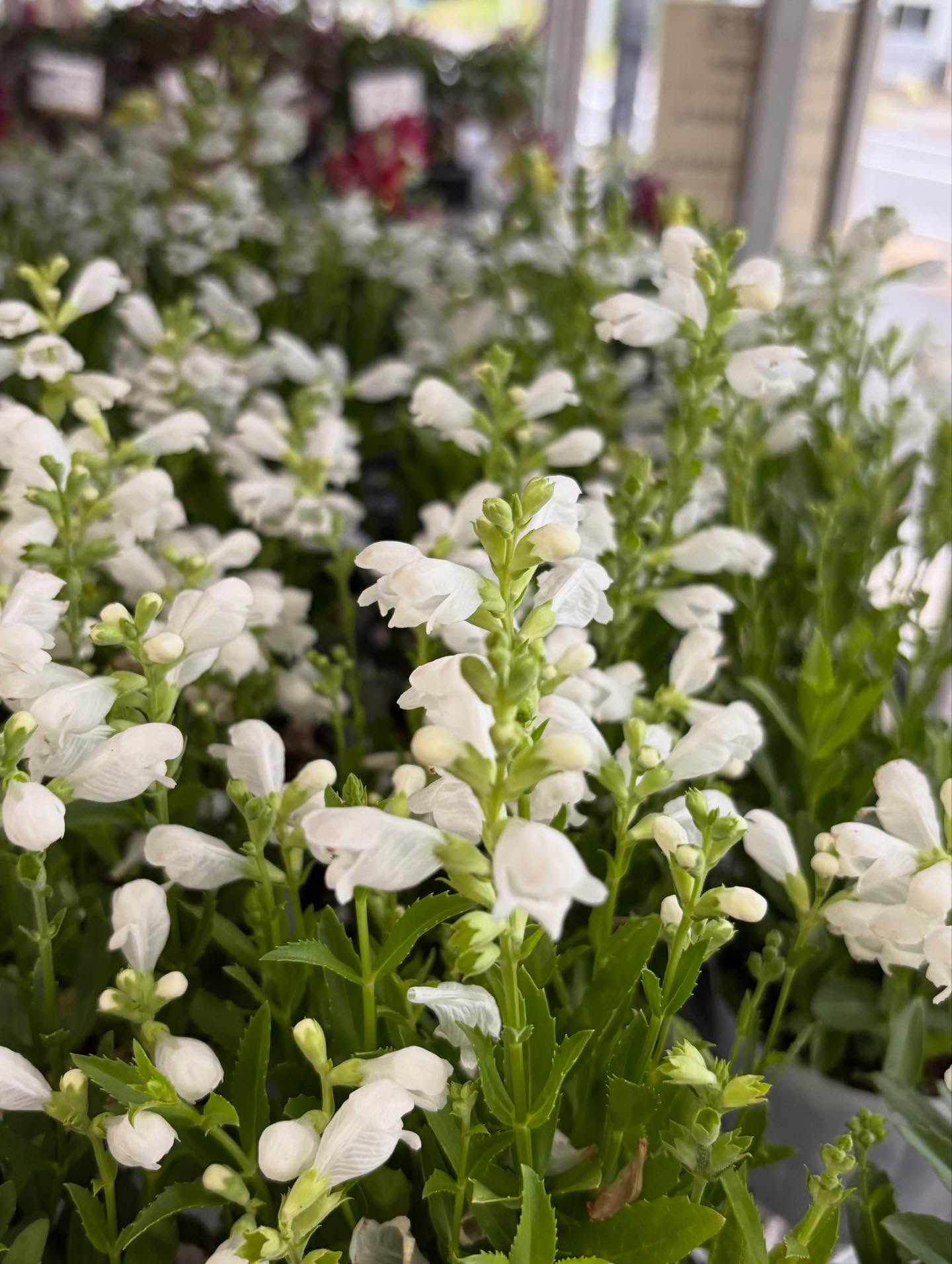 ✨️イベントのお知らせ✨️