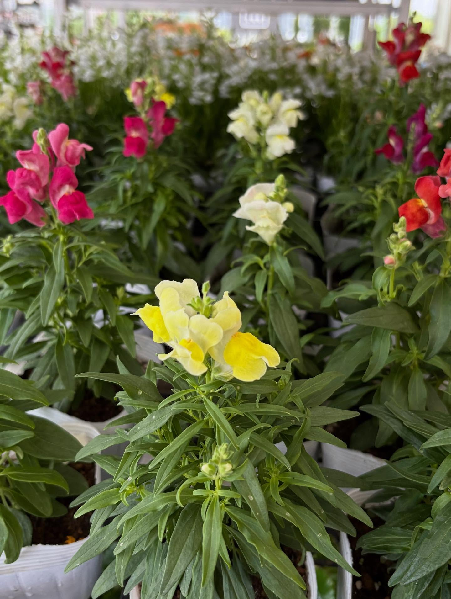 ✨️イベントのお知らせ✨️