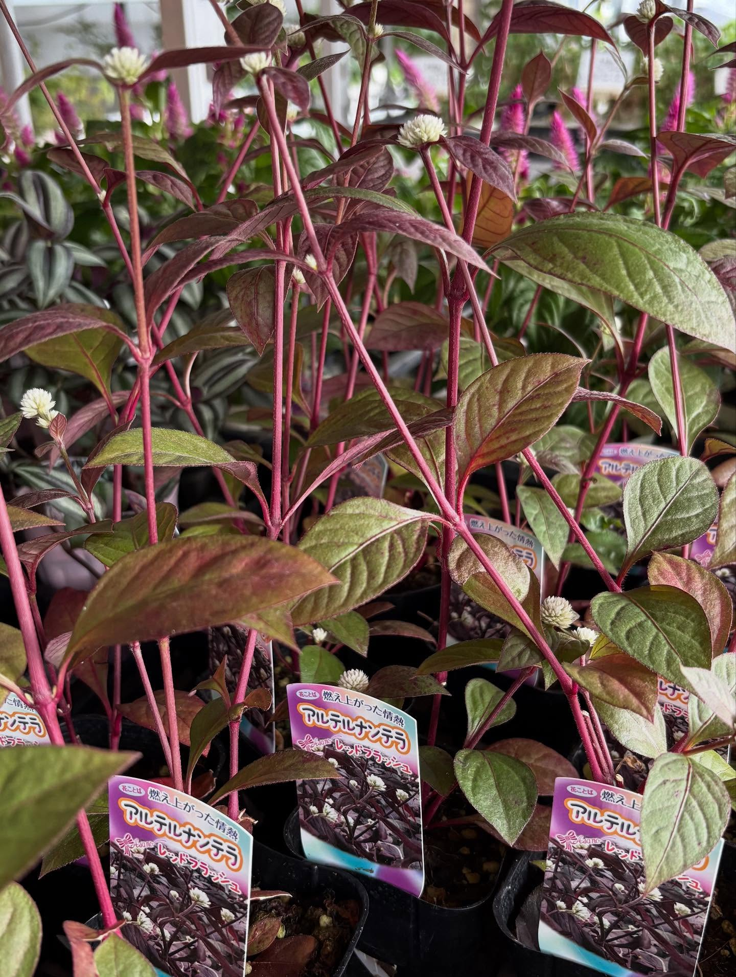 ✨️イベントのお知らせ✨️