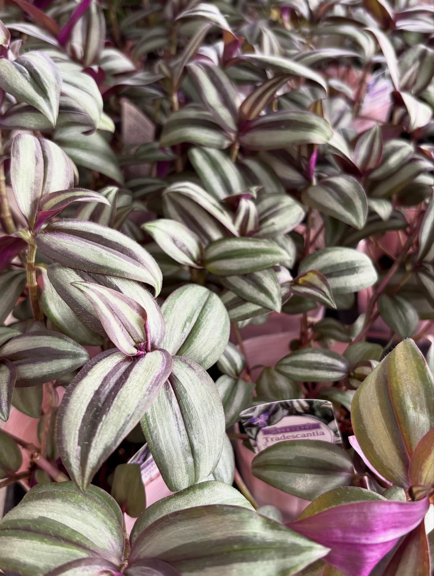 ✨️イベントのお知らせ✨️