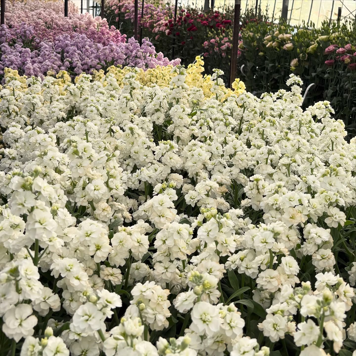 長野・山梨で開催されたフラワートライアルジャパンに行ってきま...