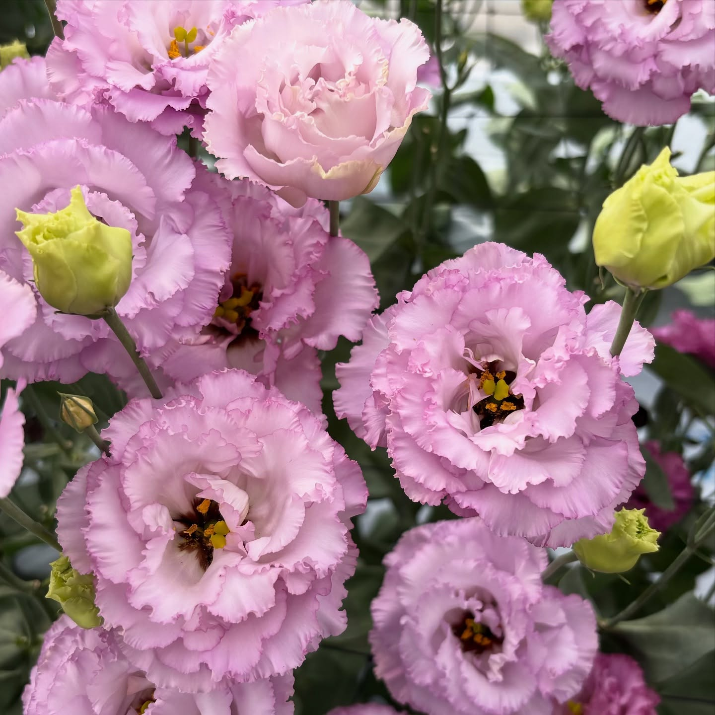長野・山梨で開催されたフラワートライアルジャパンに行ってきま...