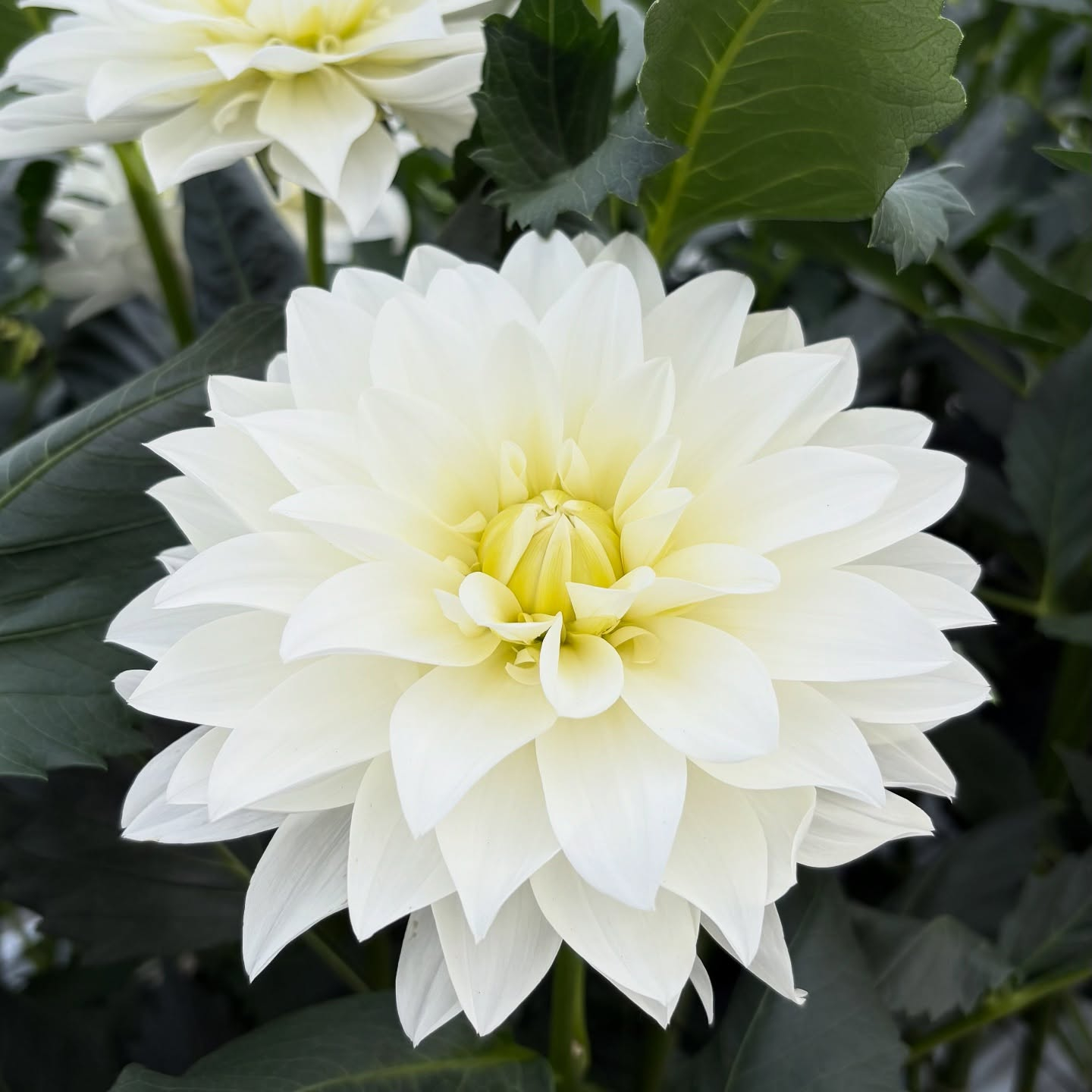 長野・山梨で開催されたフラワートライアルジャパンに行ってきま...